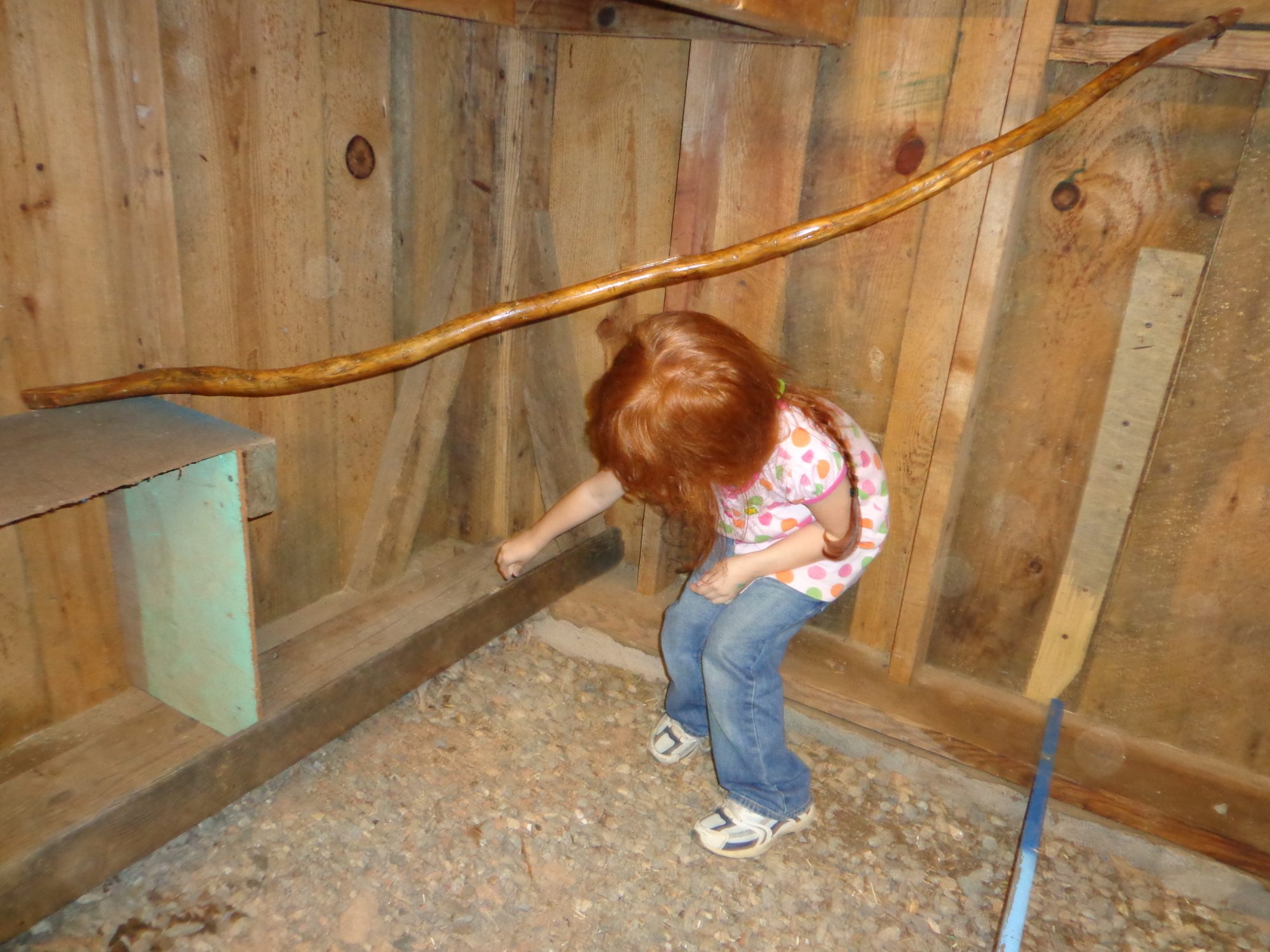 My grand daughter and the chickens that are hiding from her.