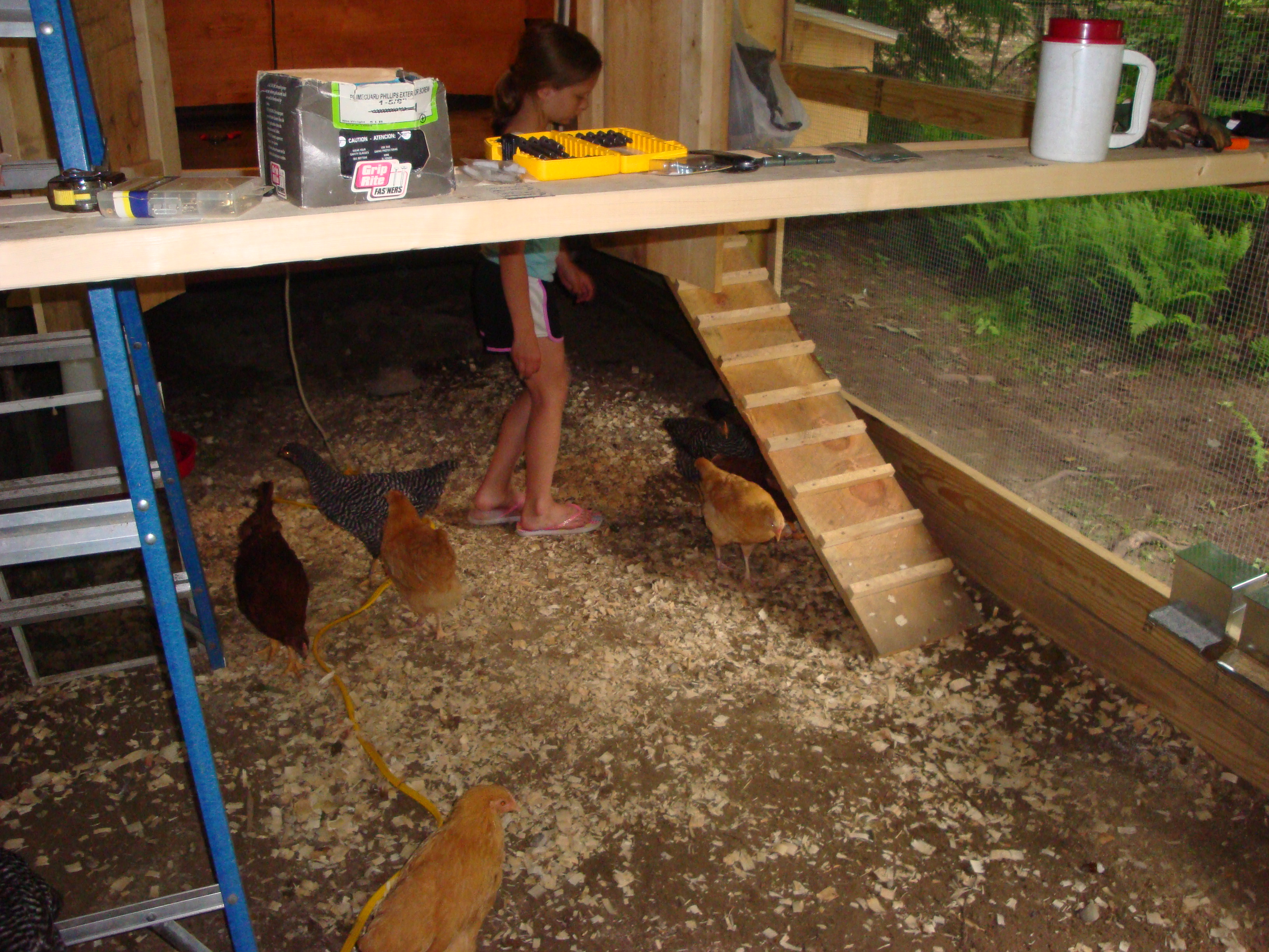 My granddaughter helping the girls and Roo Roo, too, adjust to thier new home.