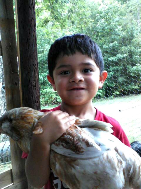 My Grandson Julian holding a chicken for the first time today (7/08/12)!  He's holding Annabell, one of my 13 week old Easter Egger pullets.  She's sooo gentle & was such a good girl for my Grandson to hold.