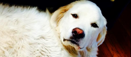My great pyrenees, Trouble!!