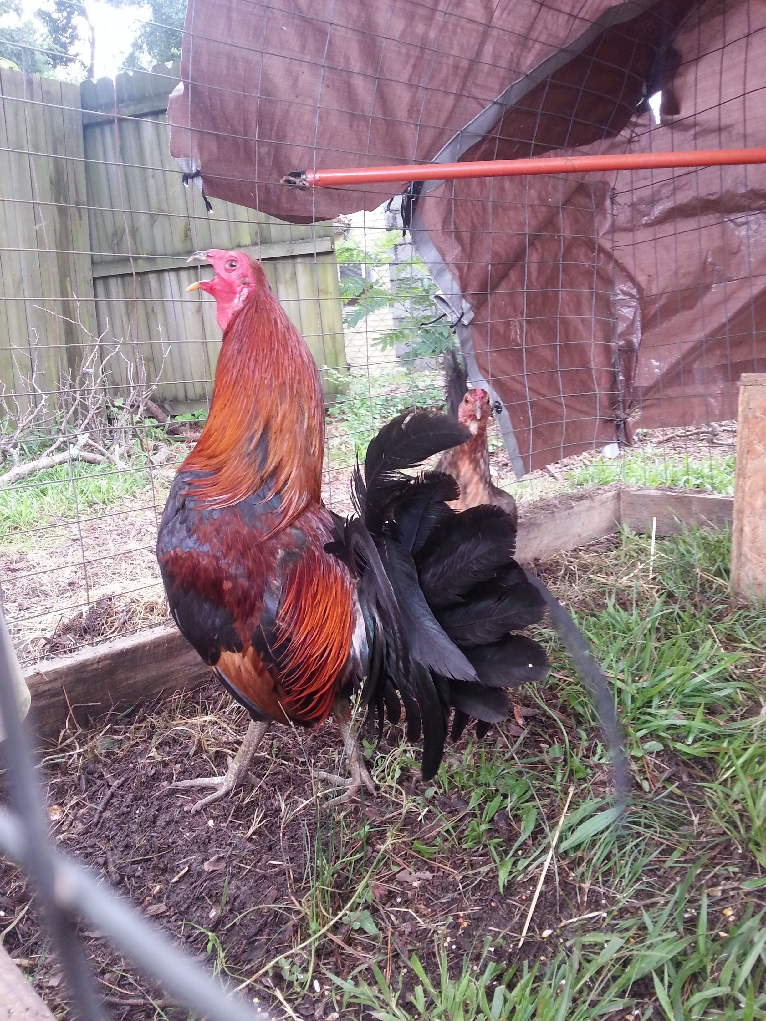 My green legged game rooster and hen