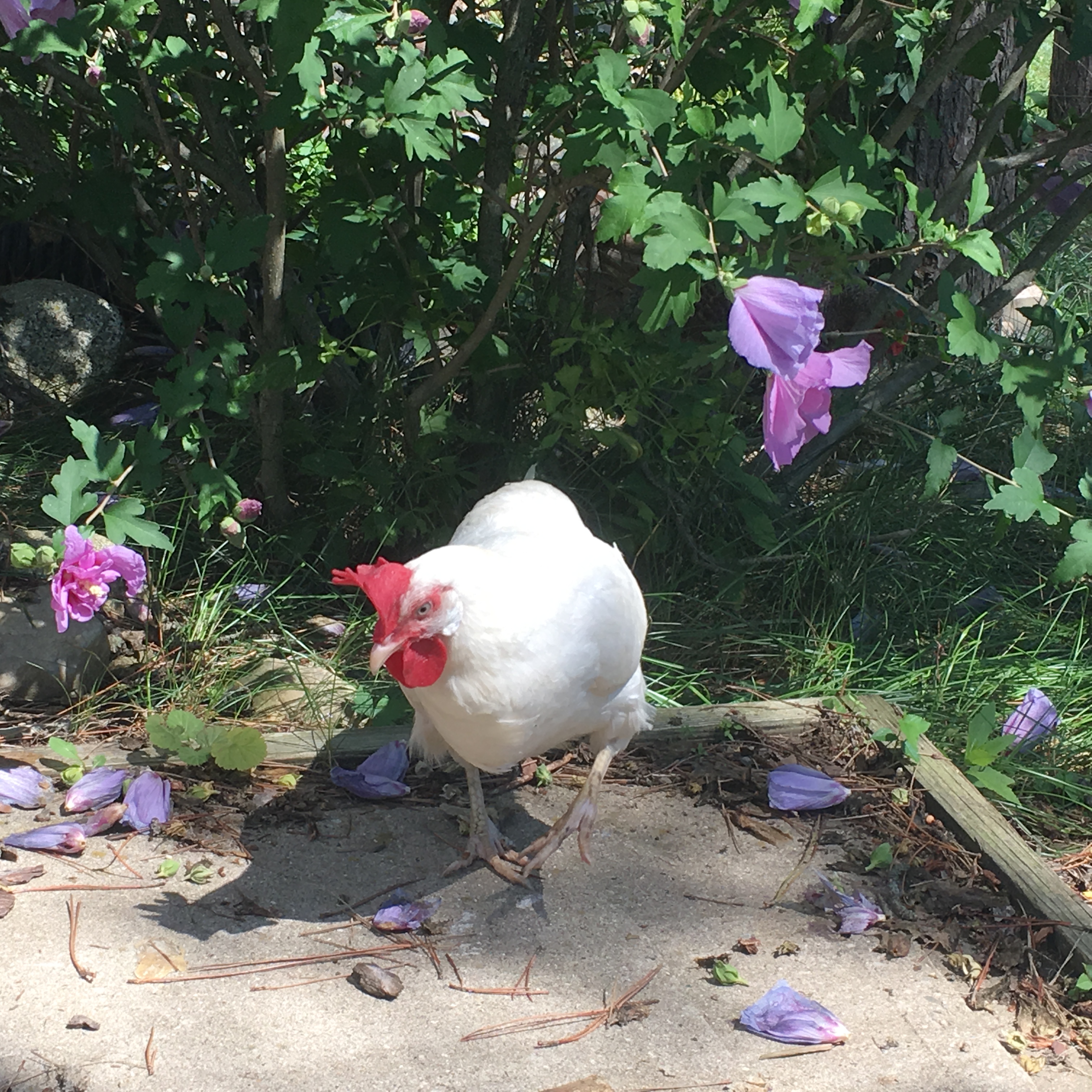 My grumpy White Leghorn What's Up