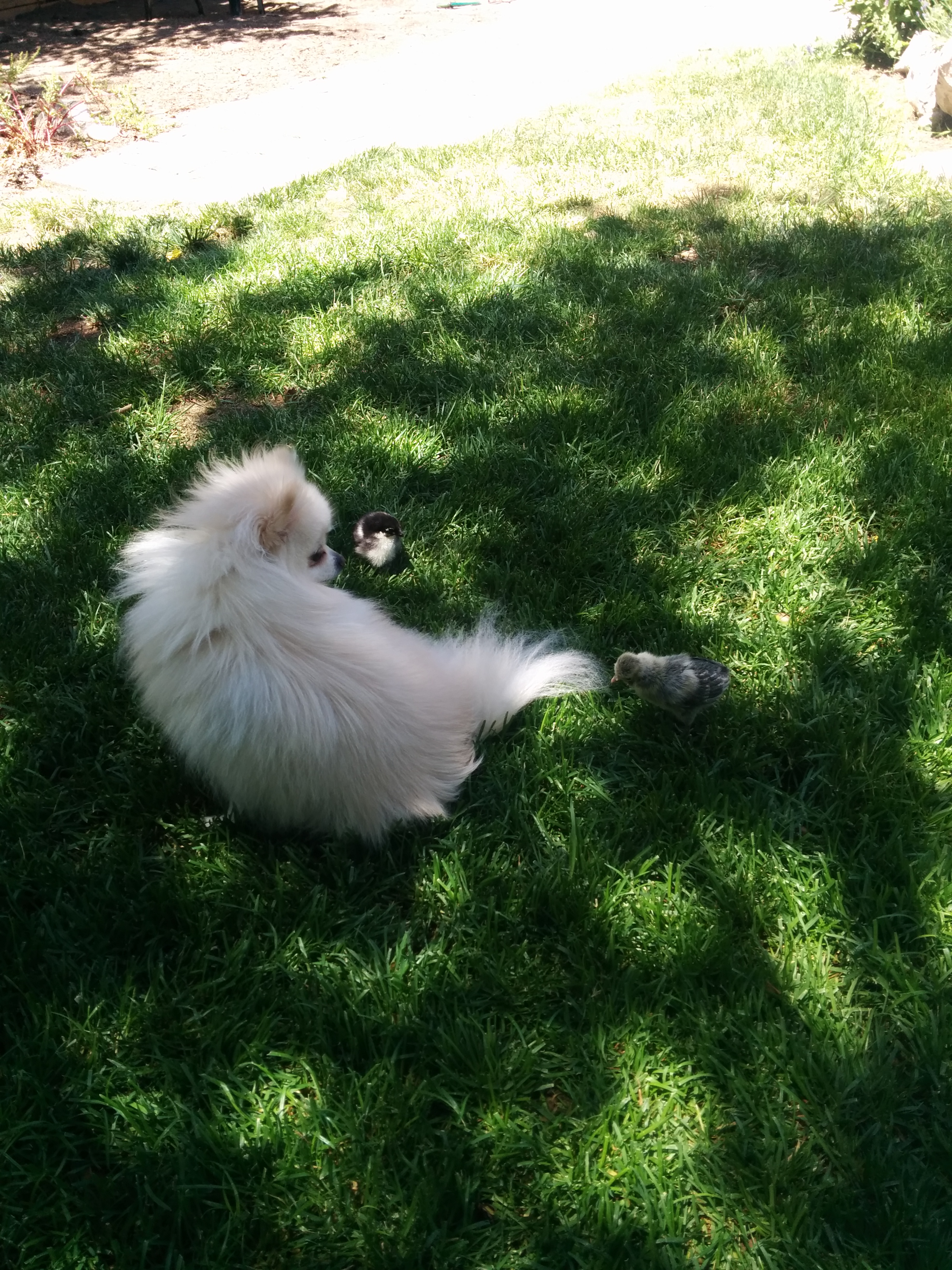 My guard dog , the chicks scare him.