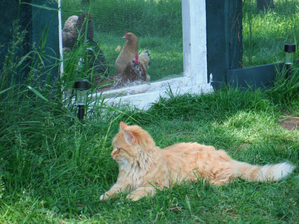 My *guard kitty * lol She loves hanging around the chicks...sometimes I wonder if she thinks she is 1 of them, considering she even likes eating the bread treats I give them...but then again...there are a few chipmunks and mice around the coop that she likes to *play* with :)
