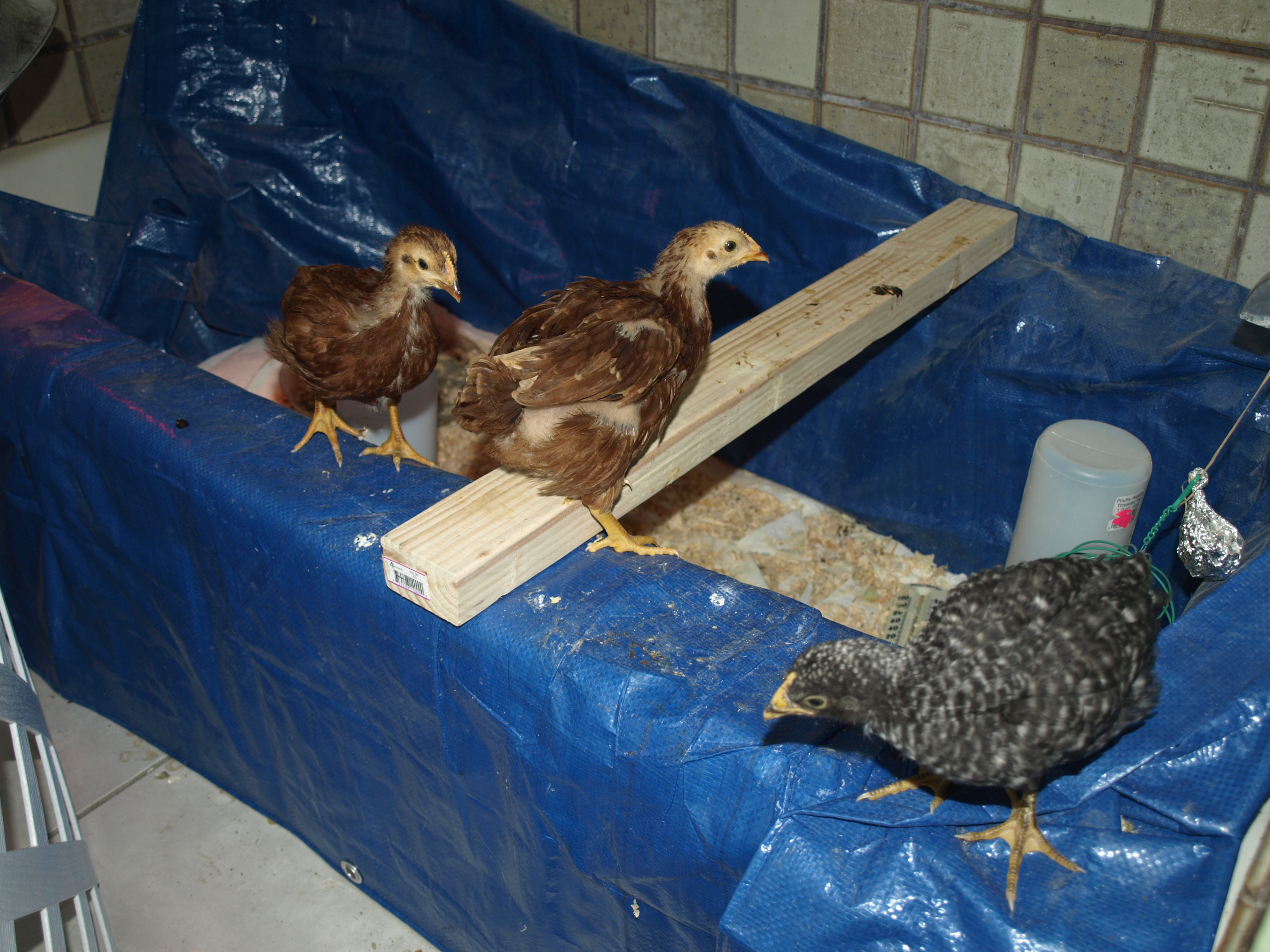 My guest bathroom has thankfully been washed, cleaned, dusted, swept, mopped and desanitized from my three dirty birds  LOL