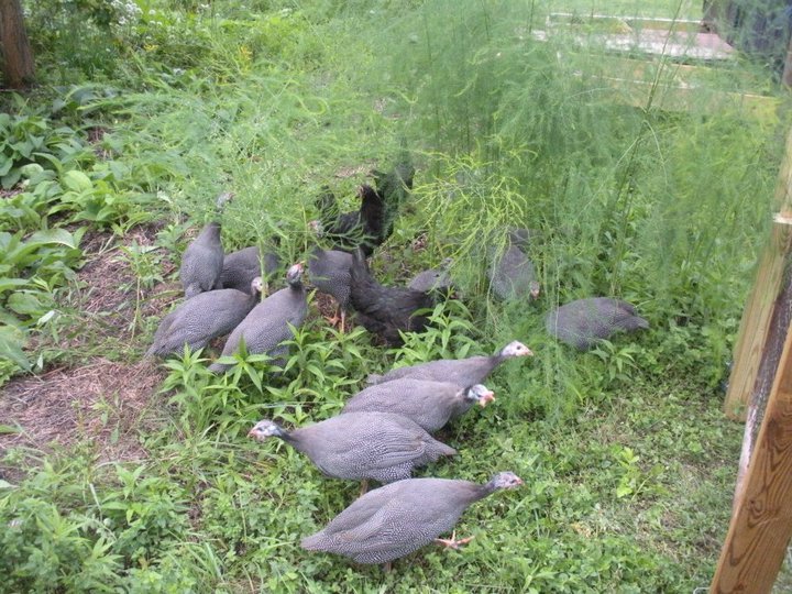 My Guinea hens