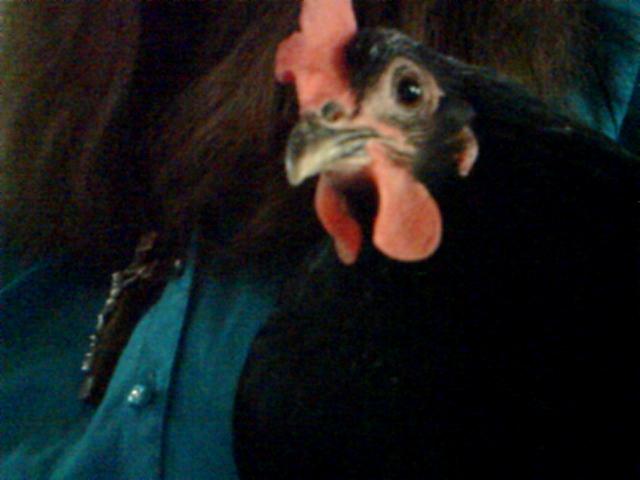 My Gus.  Augusta that is.  Who wouldn't like those soft black eyes?  Gus thinks she is a dog since that's what raised her.  She was slow to start laying but has made up for it every day since.  Gus will be one year old this Easter.