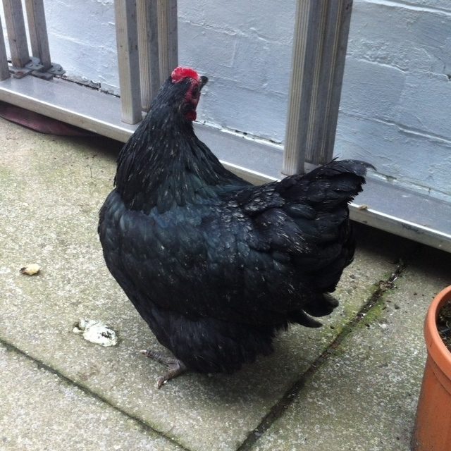 my half-banty - lowest in pecking order therefore my favourite!