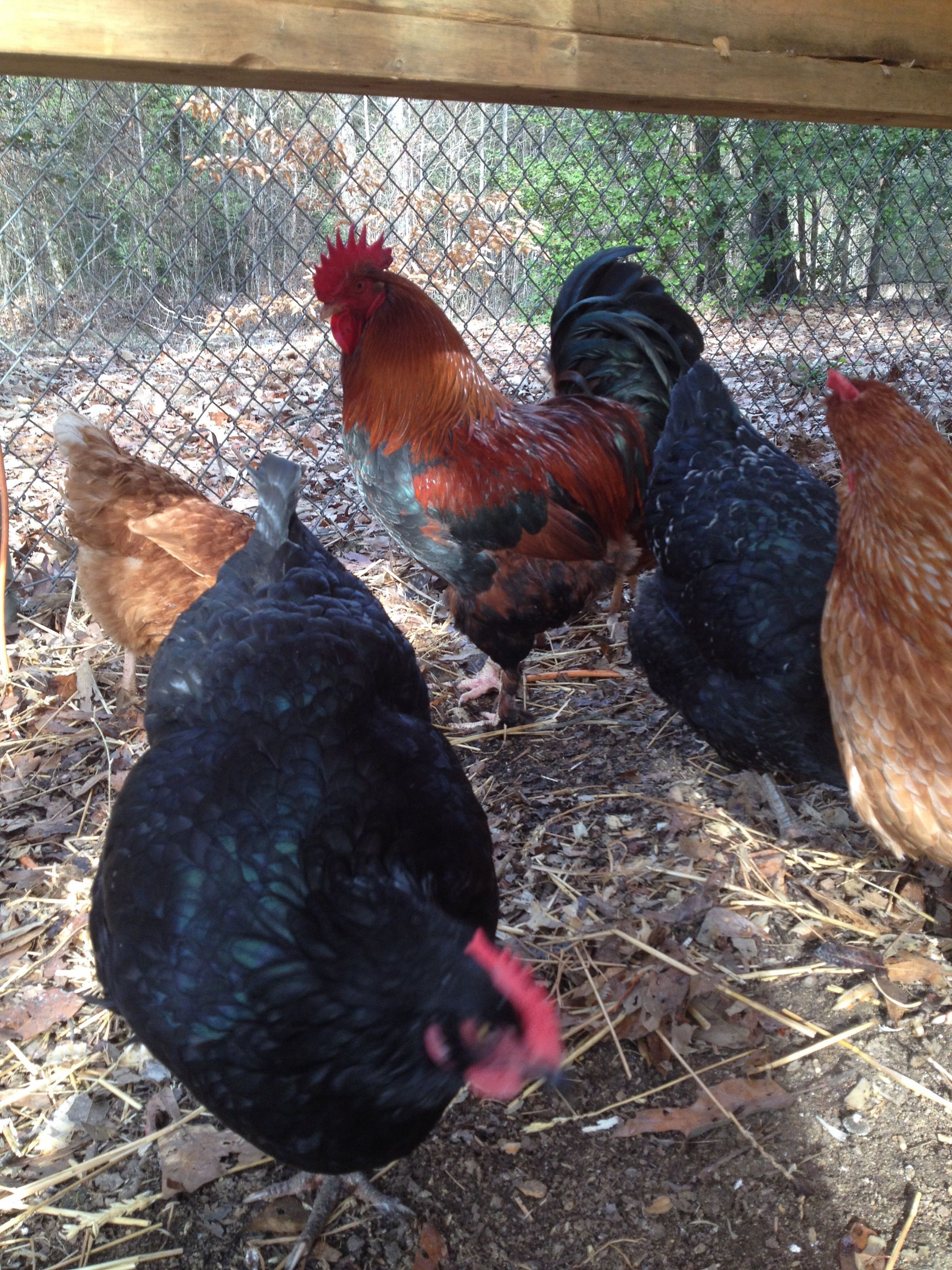 My handsome Black Copper Marans and his ladies