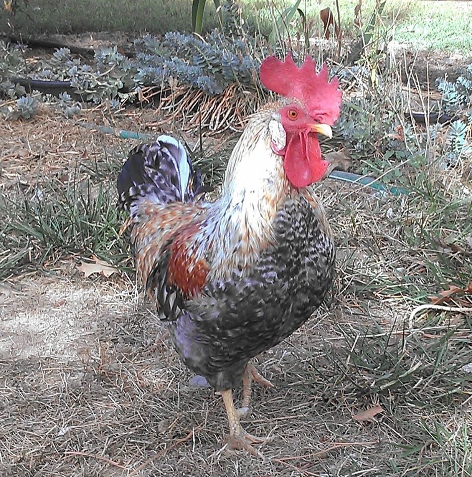 My Handsome Cream Legbar Rooster, the best rooster ever.  Here he is guarding the flock as always.  Right after I took this picture he chased 6 wild turkeys over the fence, and back into the the woods.  He is from Greenfire farms hatched Sept 2013