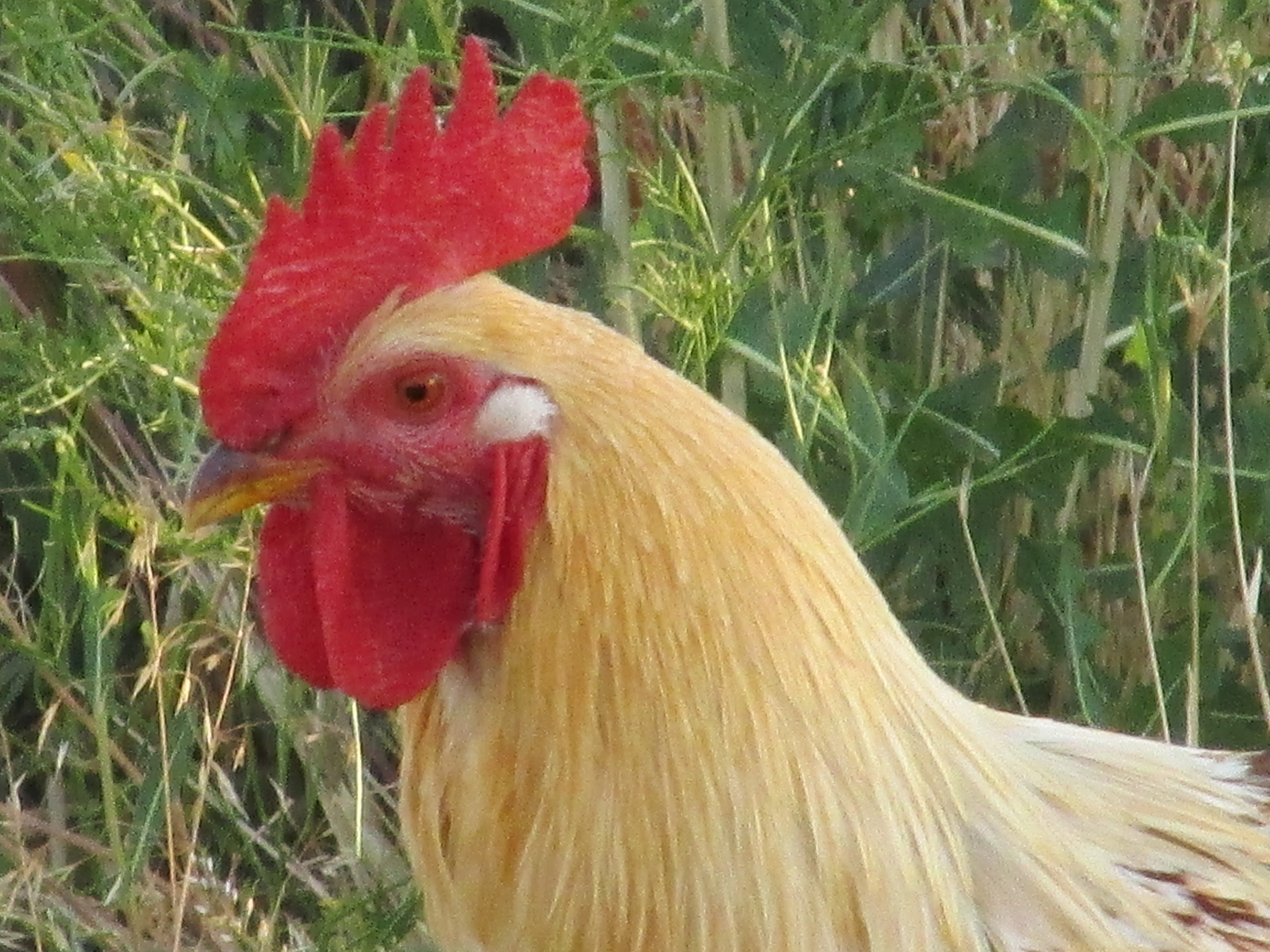 My handsome Roo Eddie