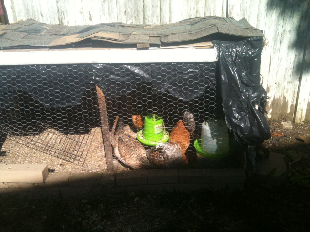 My happy chickens- missy,Sally,elli,daisy ,penny and of course Henry our rooster!
