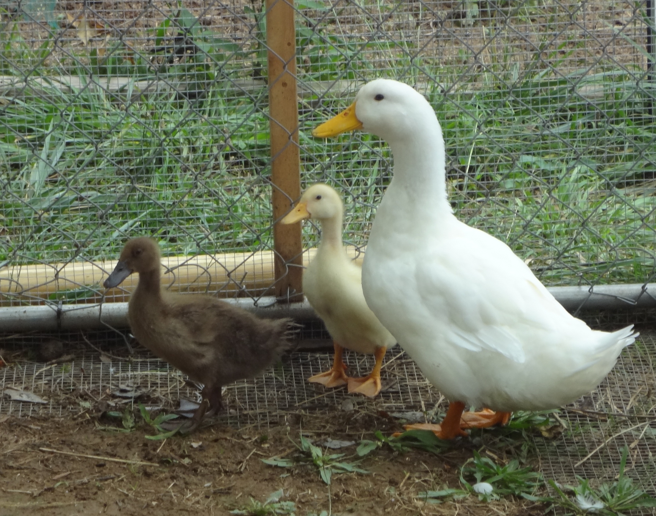 my happy duck family