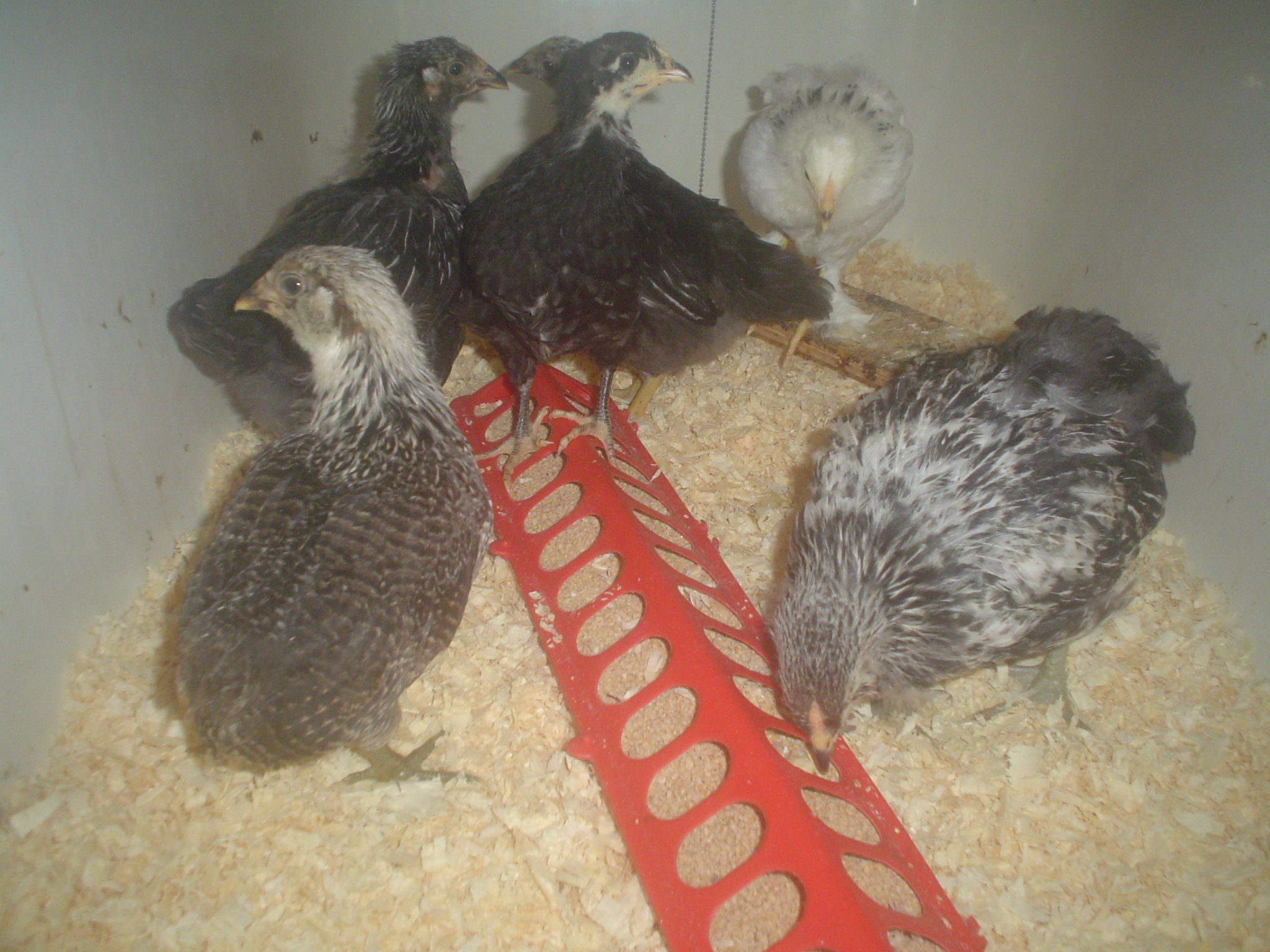 My hatchery stock, but I love them the same.