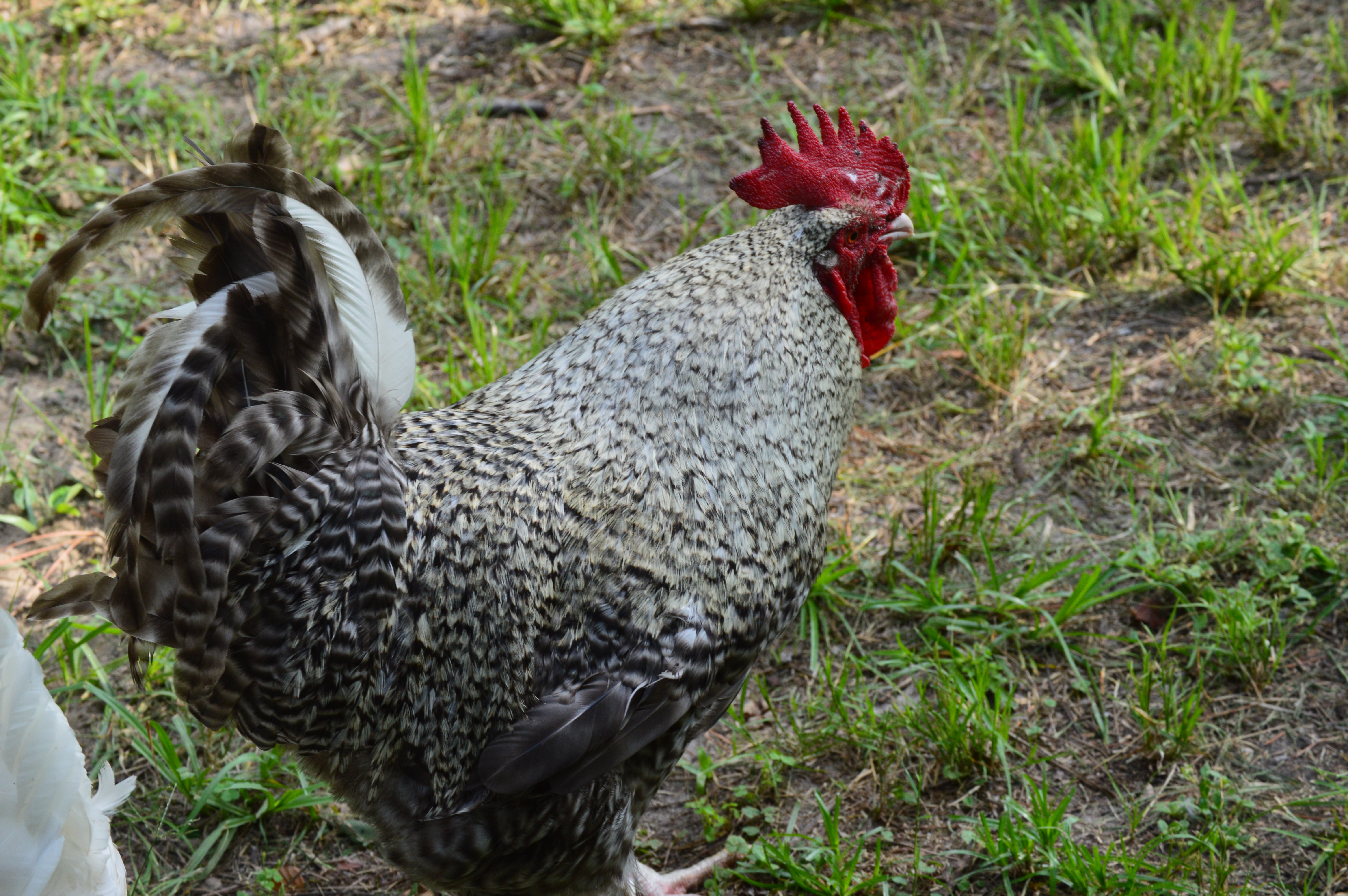 My head Rooster Rommie.