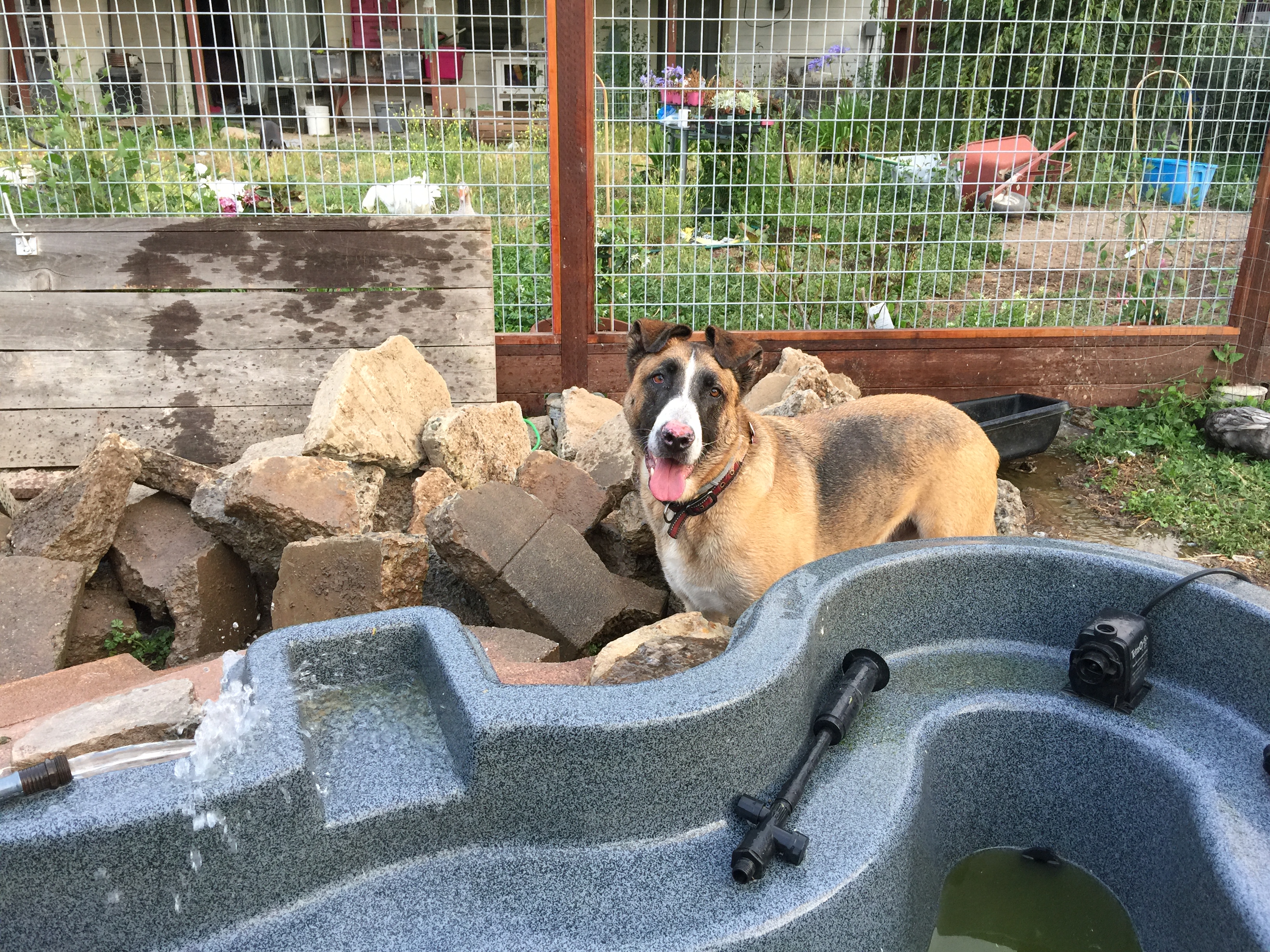 My helper, Kodi.