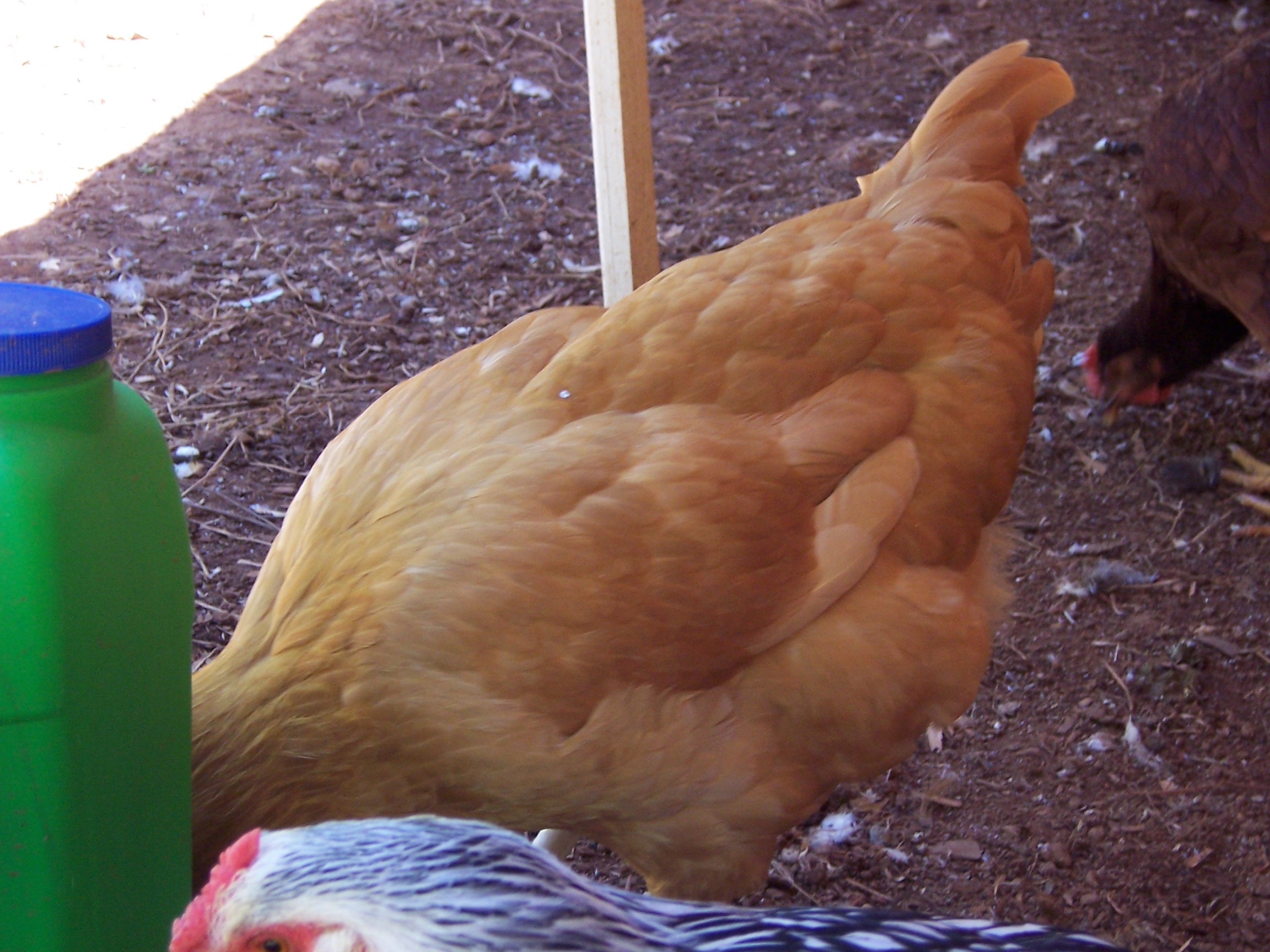 My hen Butter or Rhulain drinking.