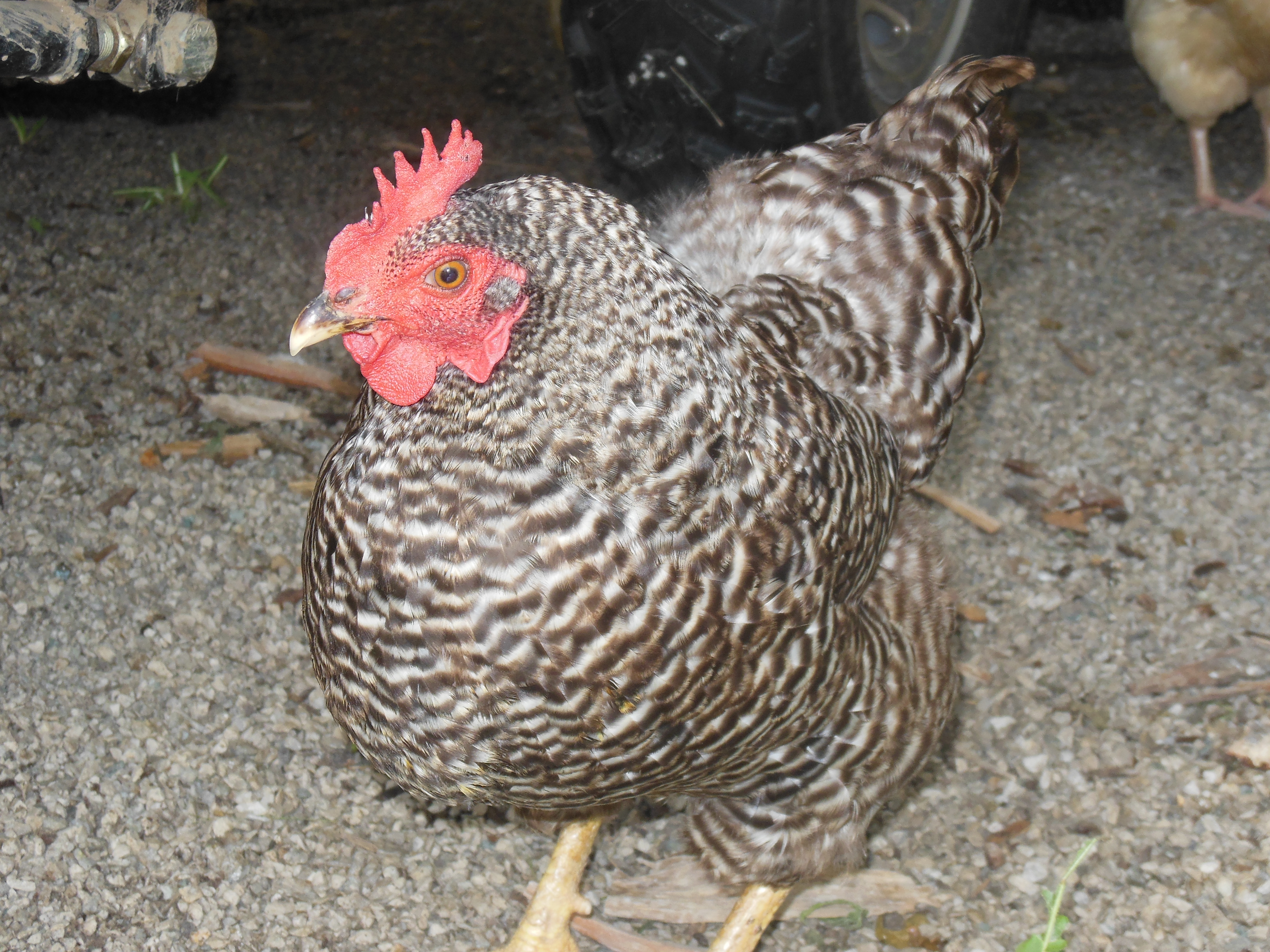 My hen Clorece