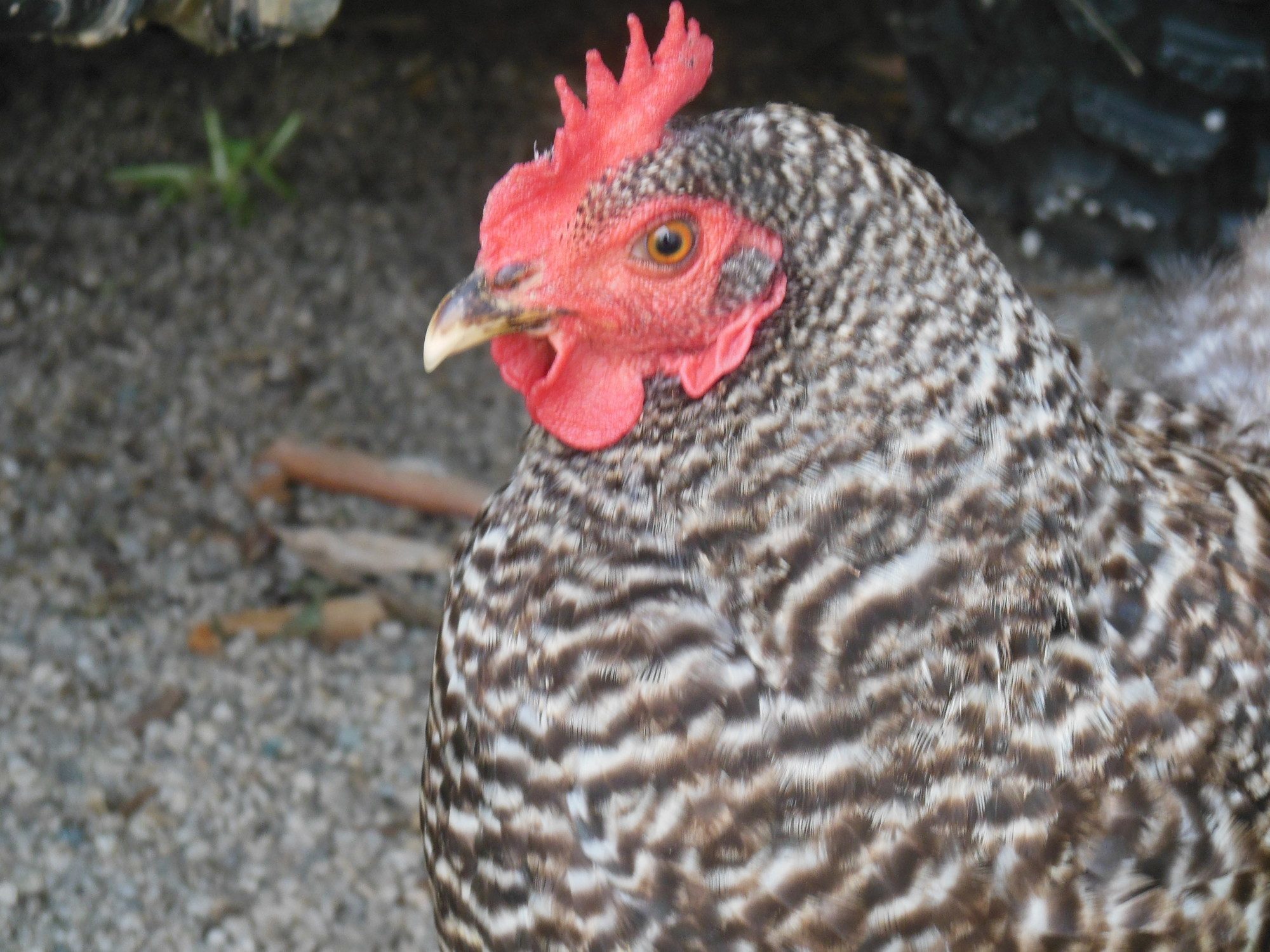 My hen Clorece