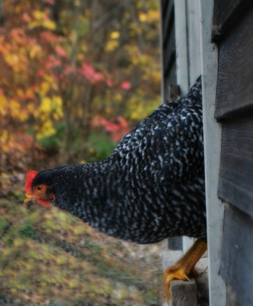 My hen, Ms. Onyx.