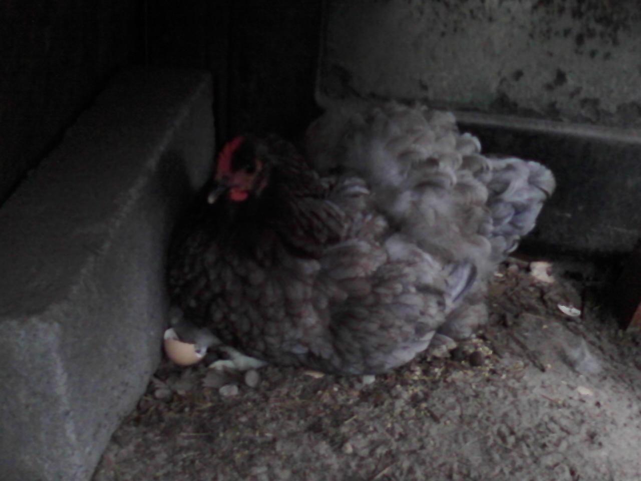 my hen setting