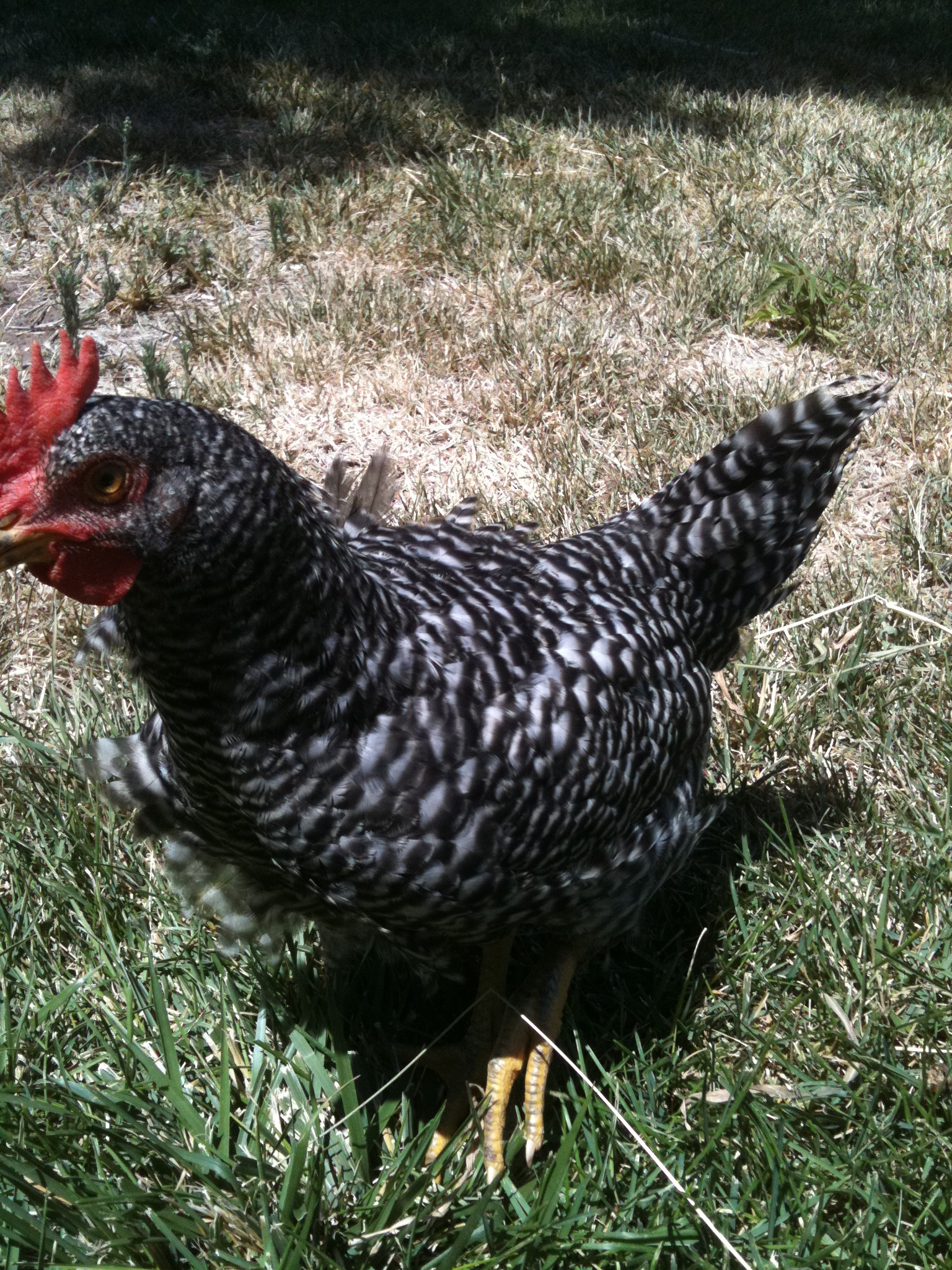 My hen was NOT a hen.  These combs are getting bigger