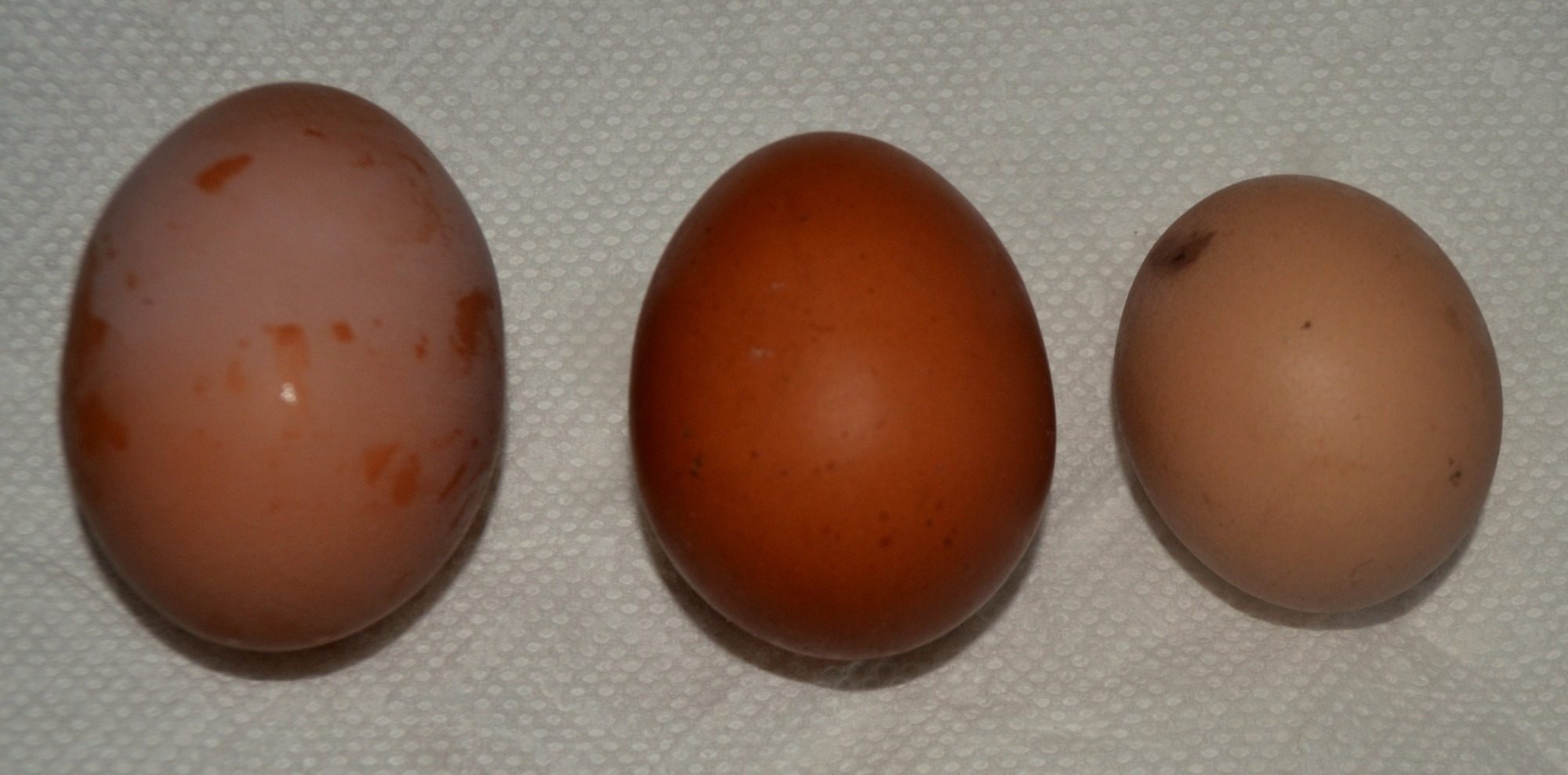 My hens all laid their very first eggs on the exact same day!