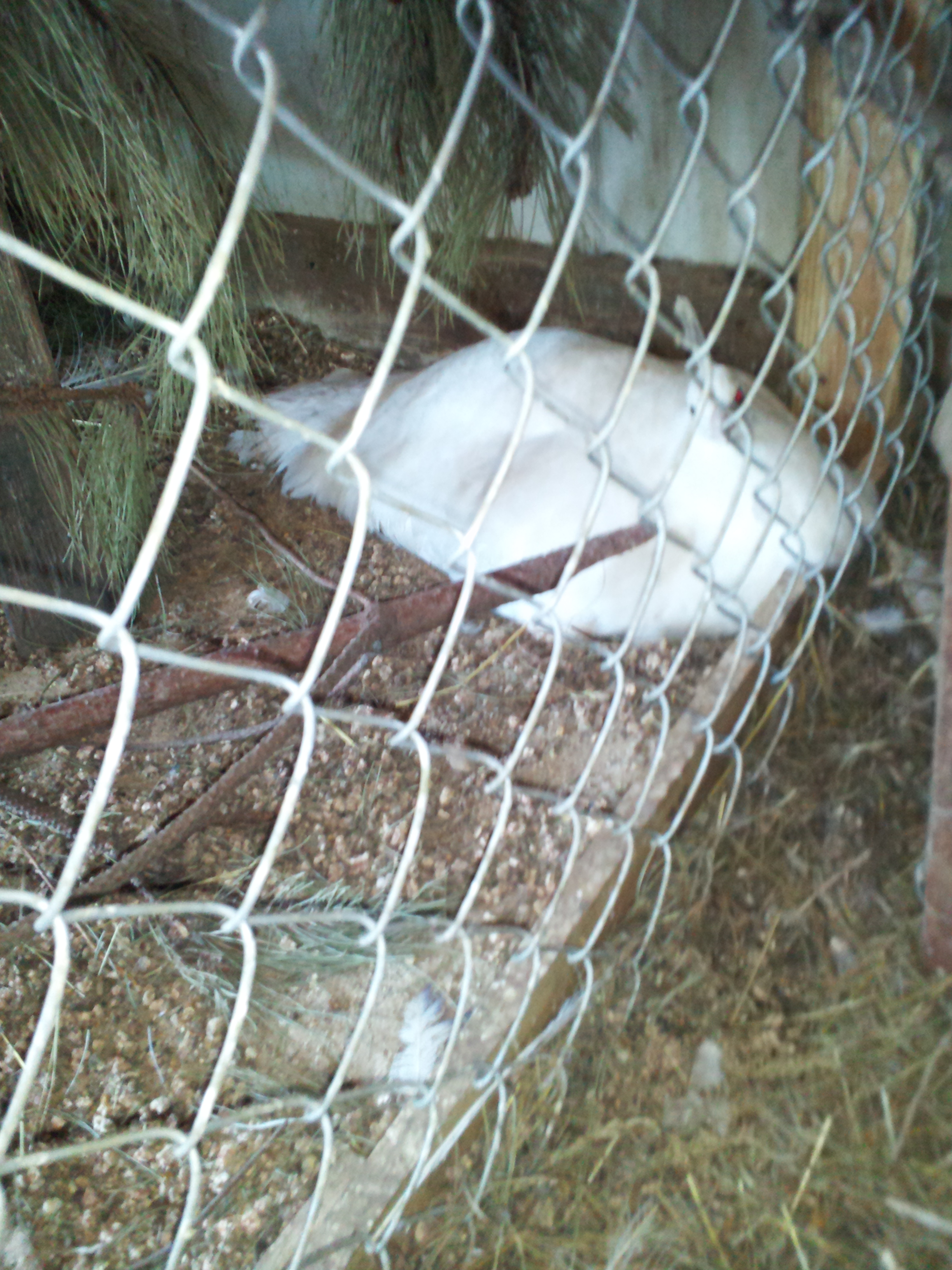 my hens first nest, i expect her babies to be around June 3rd.