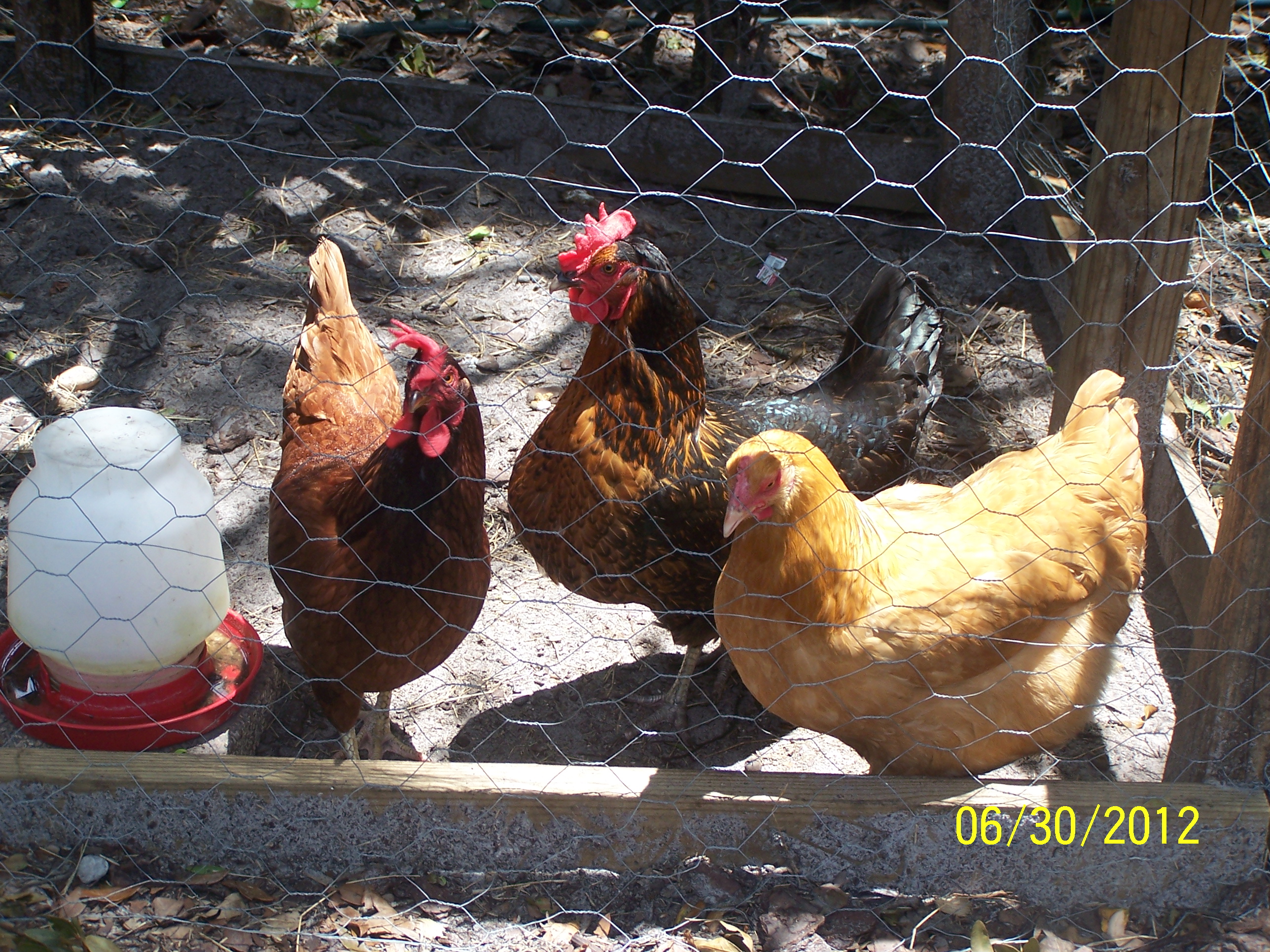 my hens from left to right caramel feathers and buffy