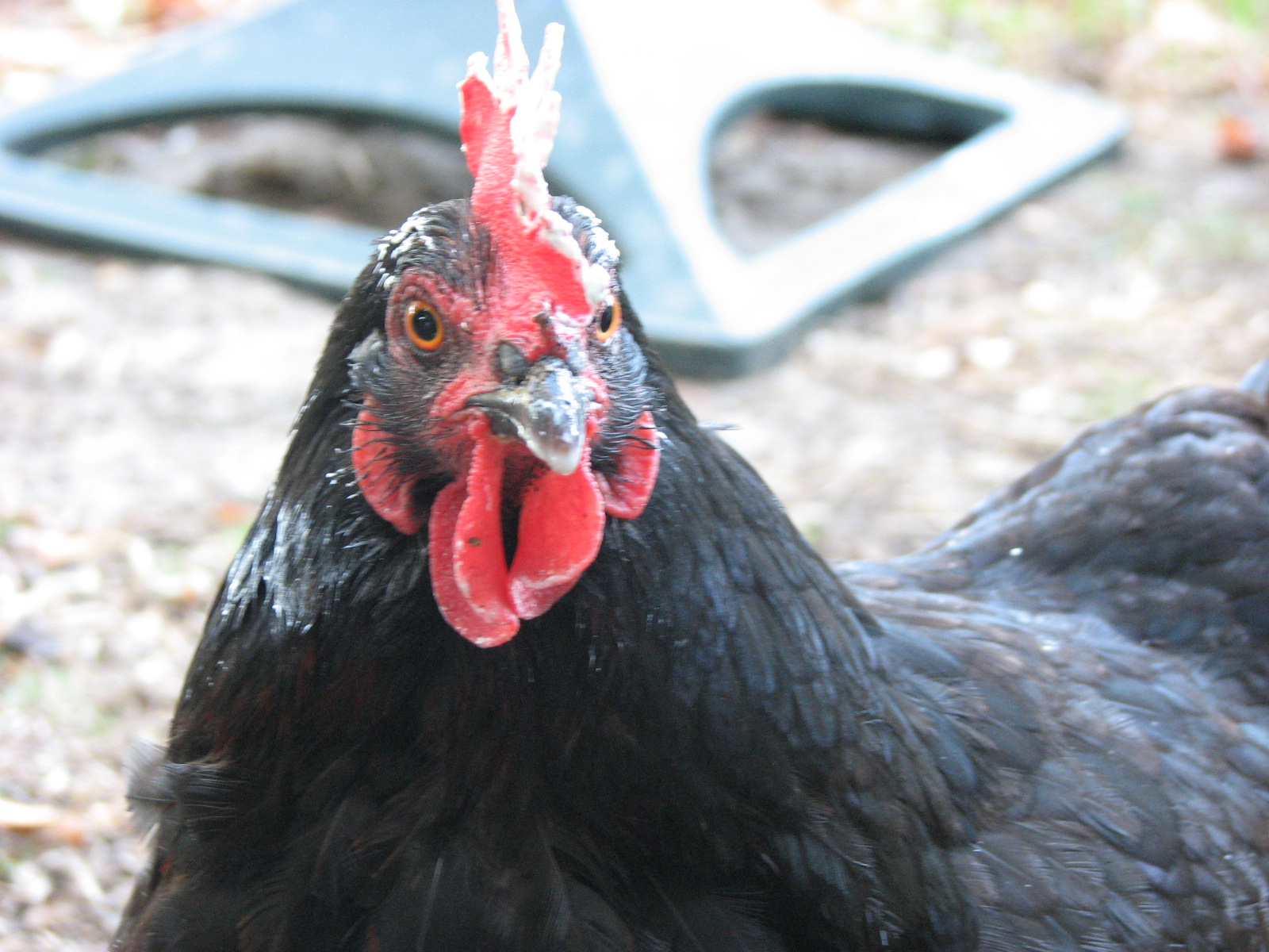 My hens love plain Greek yogurt!