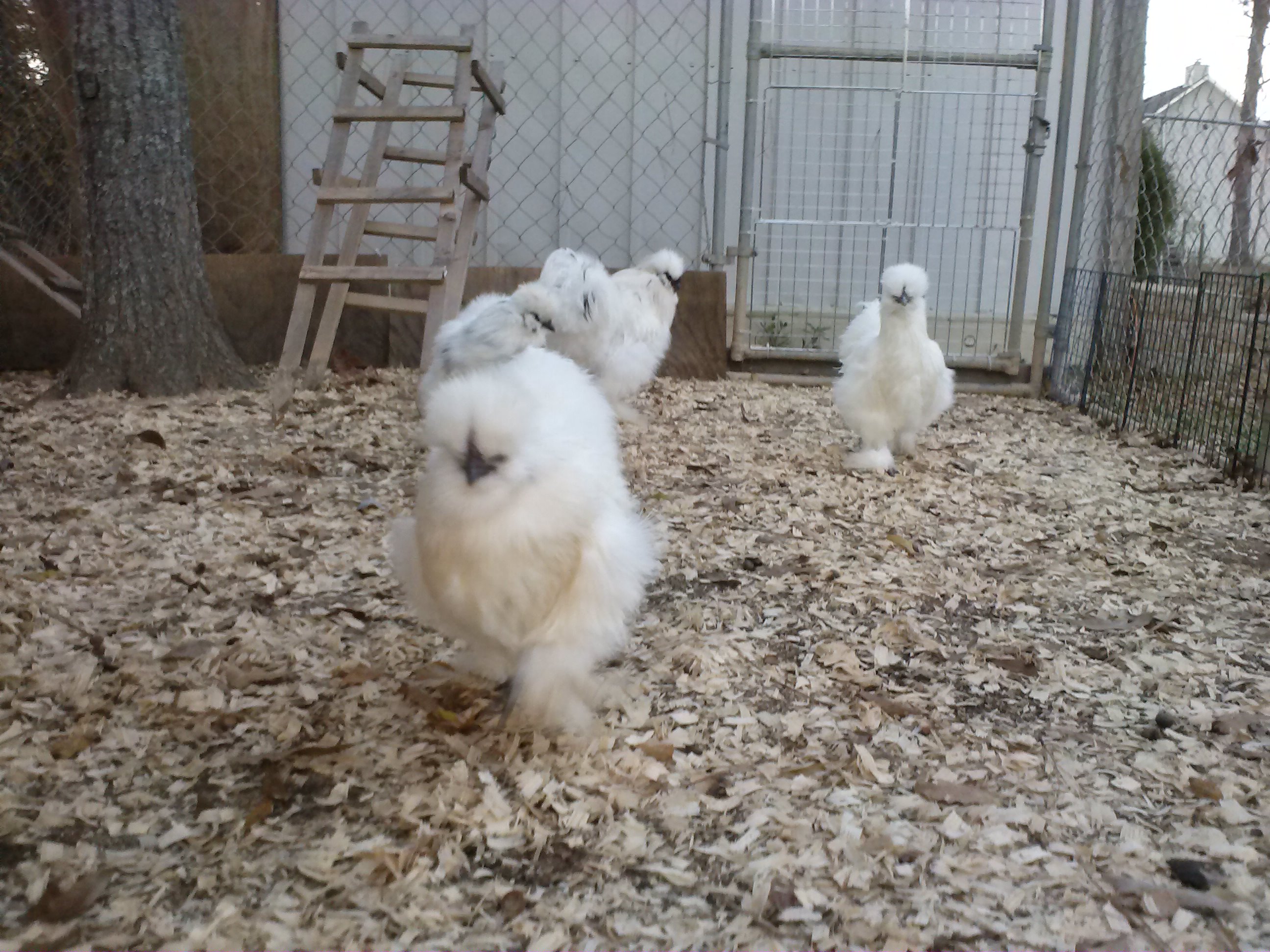 My Hen's Running for Mealworms