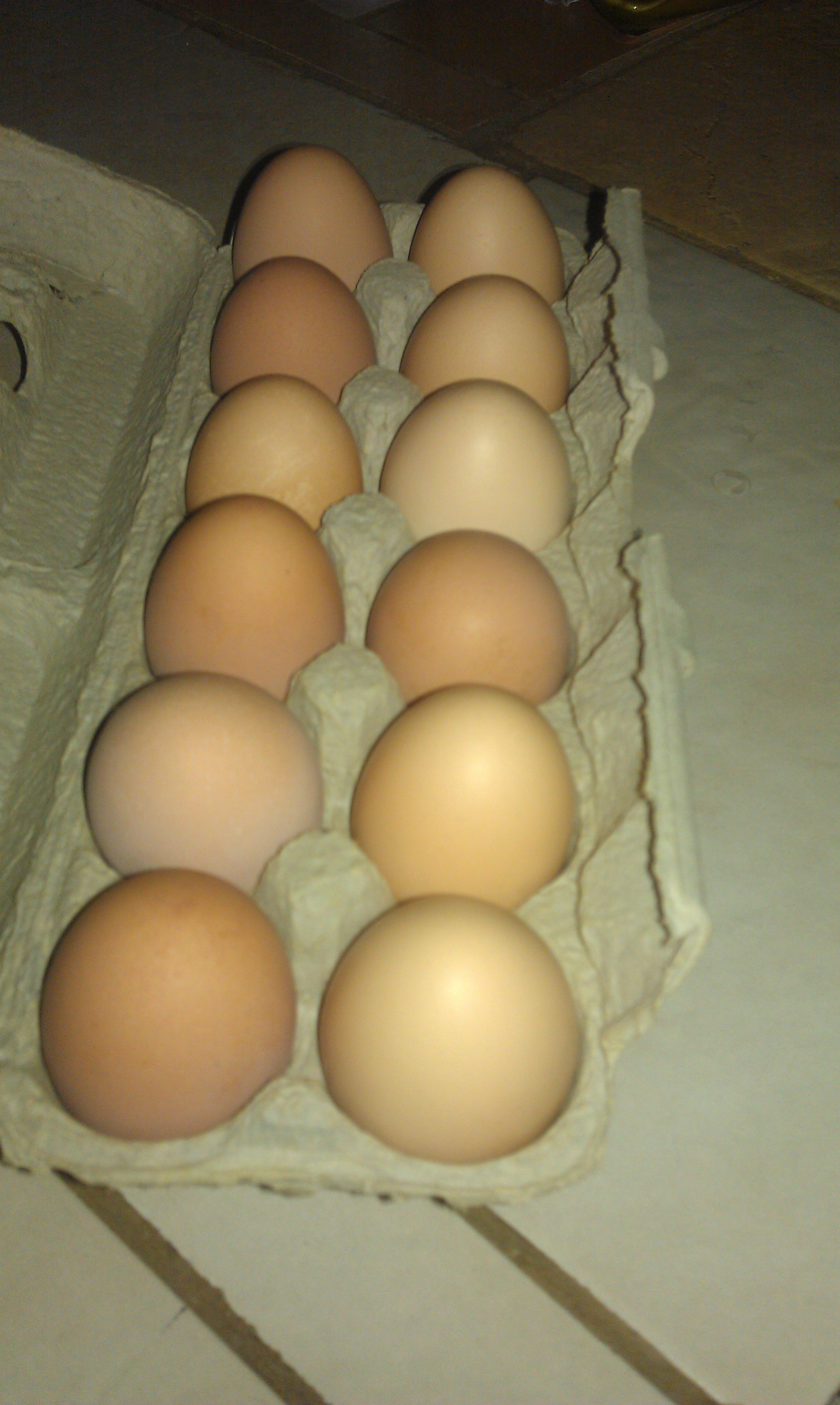 my hens started laying in November, my first dozen!