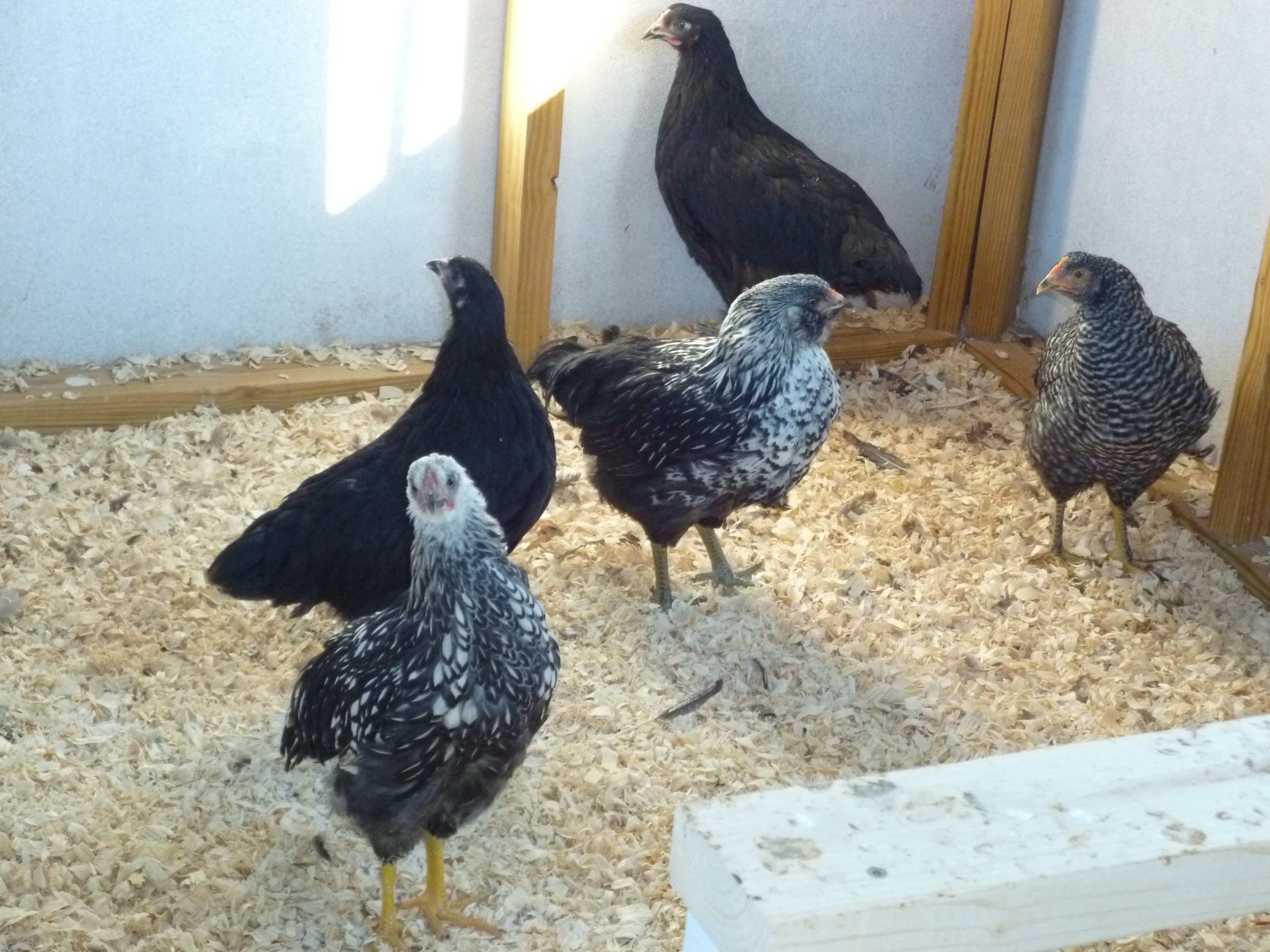 My Hens