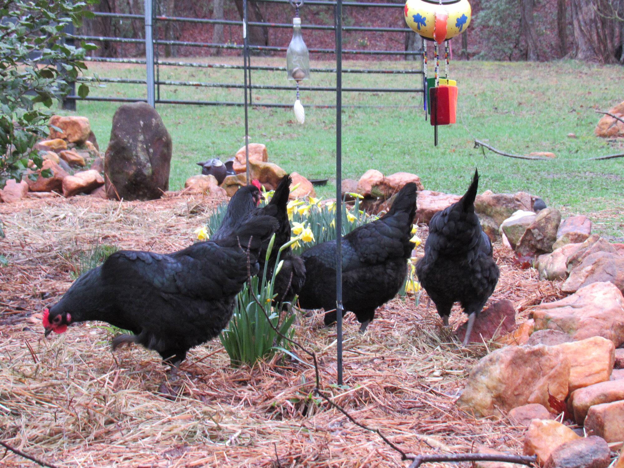 My Hens