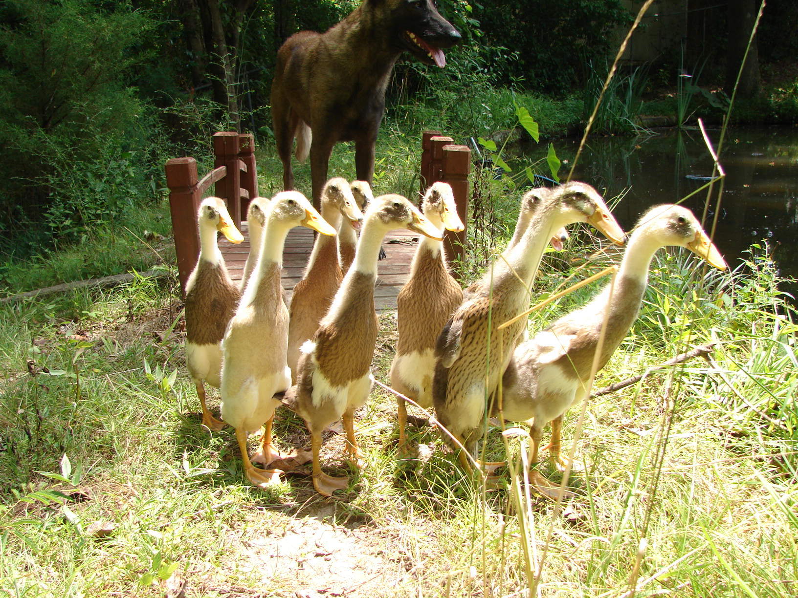 My herd of ducks.