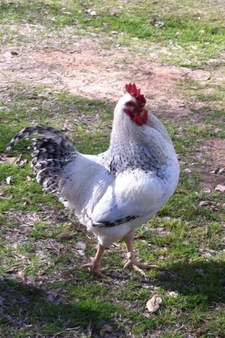 *
My Heritage Delaware Roo