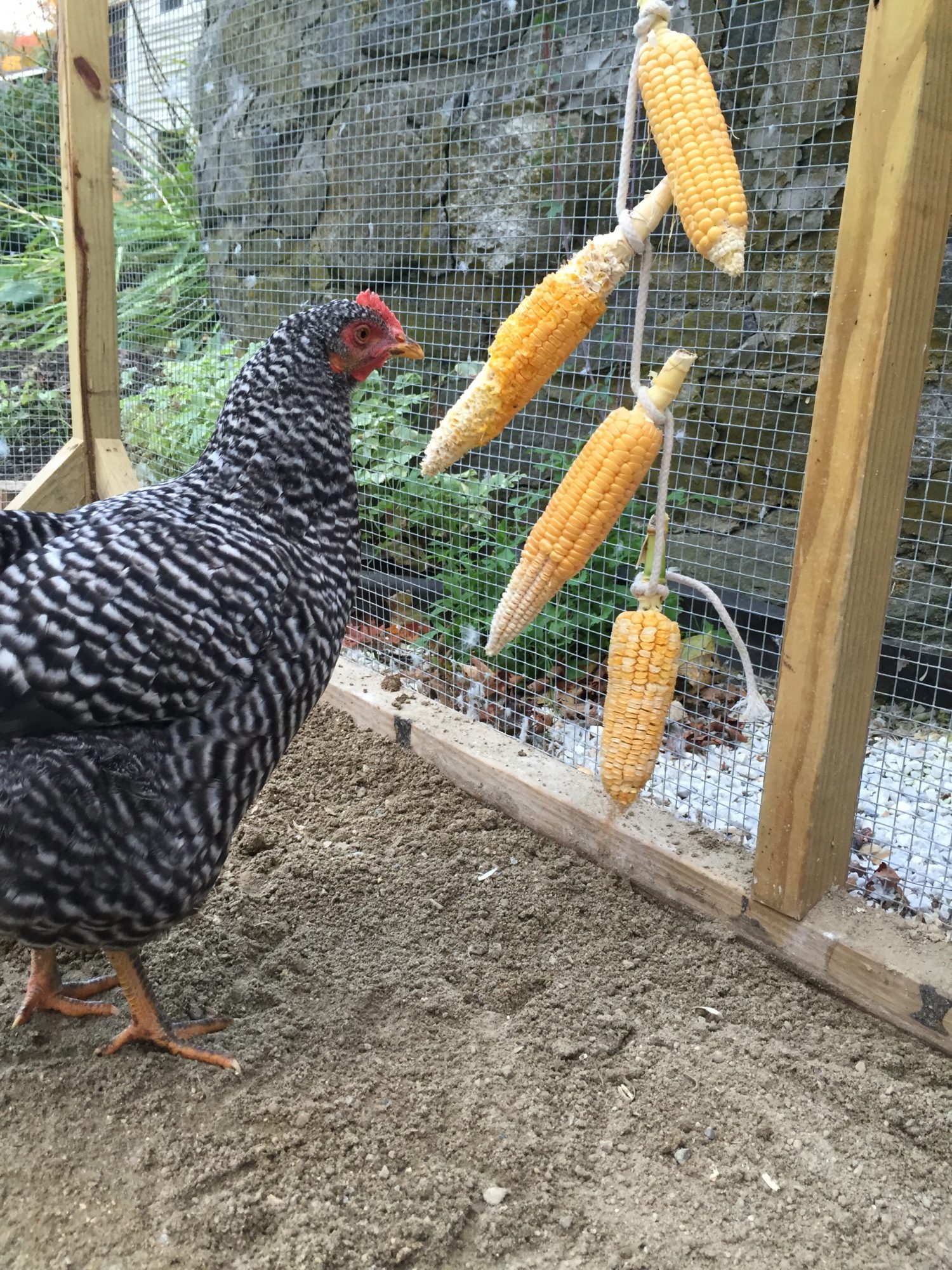 My homemade corn-mobile.