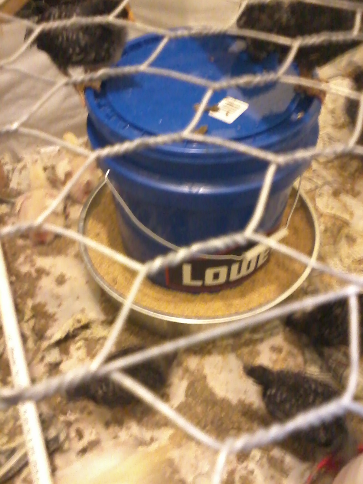 My homemade feeder. Make sure the holes are about 1" from the bottom of the bucket to ensure that smaller chicks can get feed since their necks and legs are too short to reach down into the trough for the food.