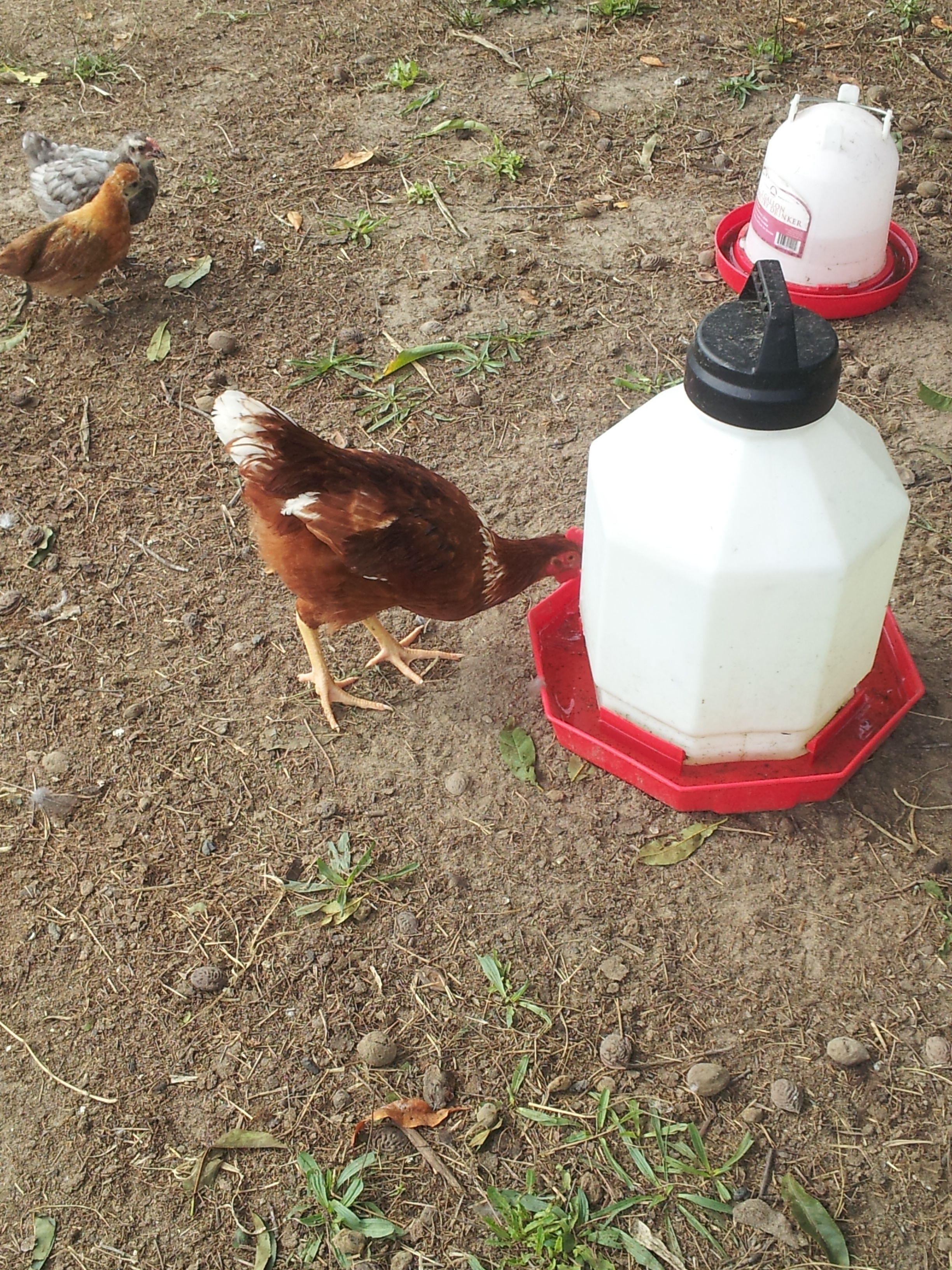 my Hooster and yes i spelled that with an H. i swore for the longest time that this was a hen and he/she didnt crow until the after 25weeks old. a couple weeks later hes just now starting to sprout long tail feathers.