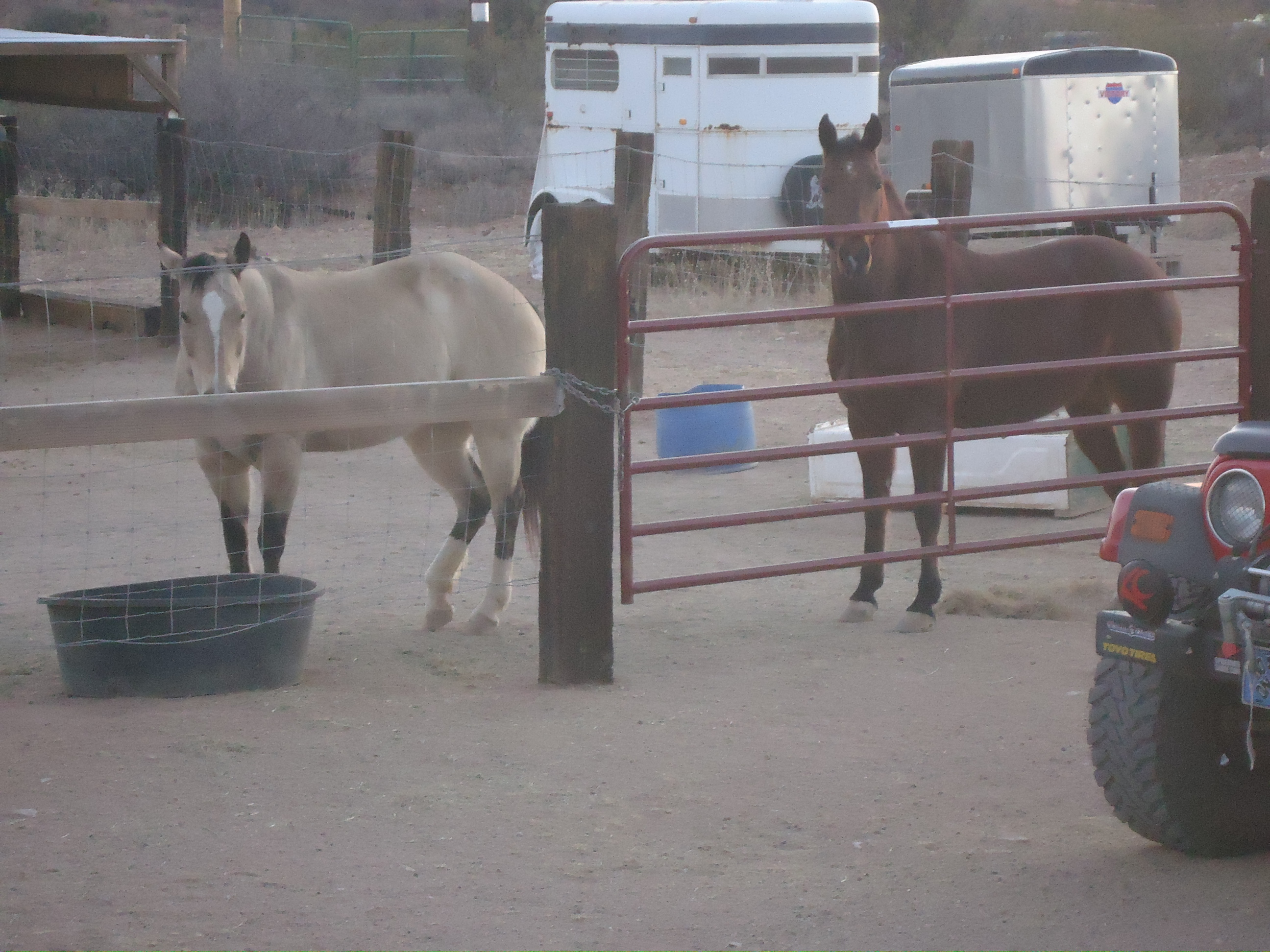 my horses Rosa and Bobby my turkeys love to get in there and scratch in the manure for bugs!