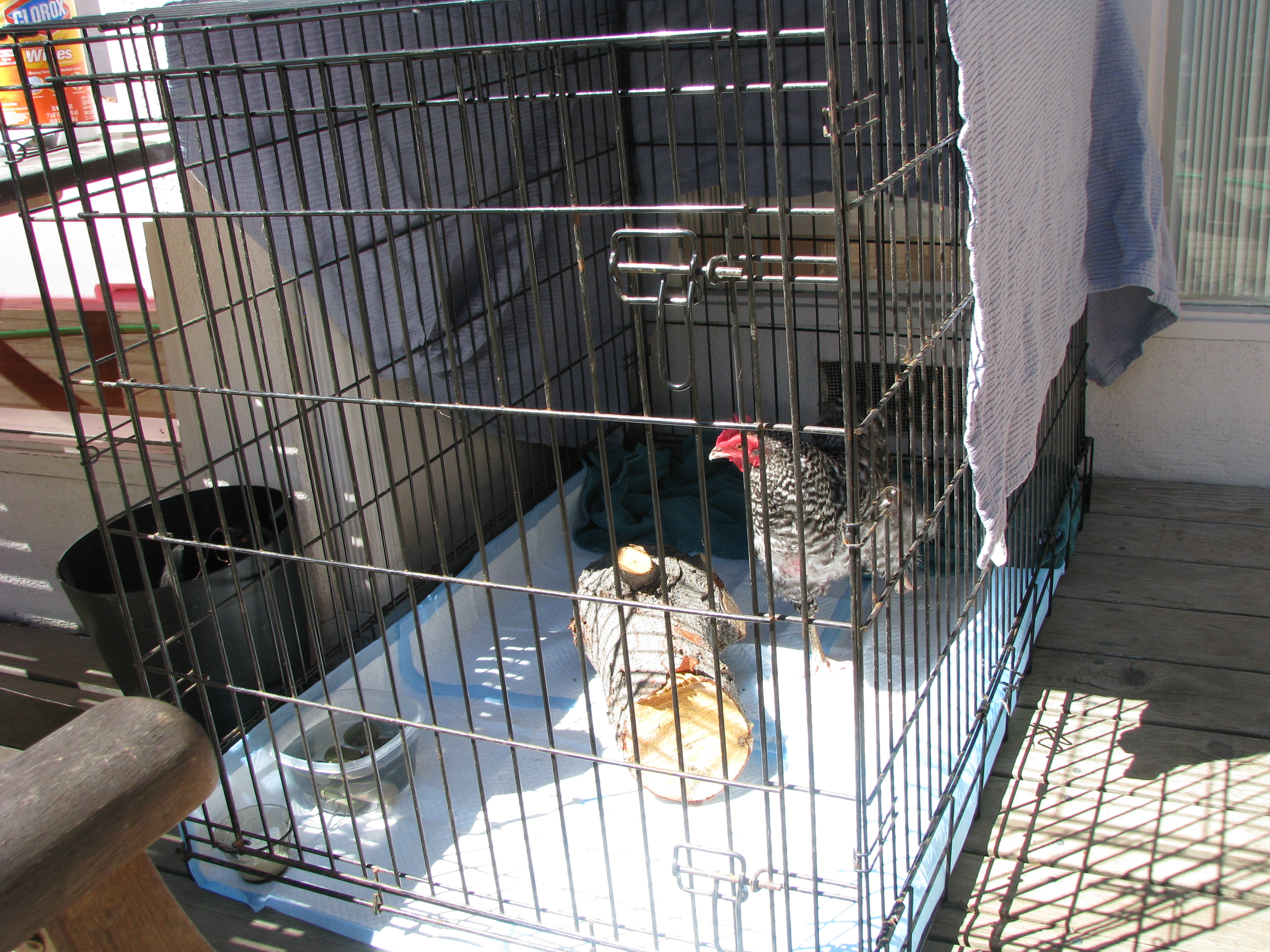 My hospital coop setup is a giant breed kennel with puppy pads. Today I added a nest area in case she feels the need to lay an egg.

IMG_2229.JPG