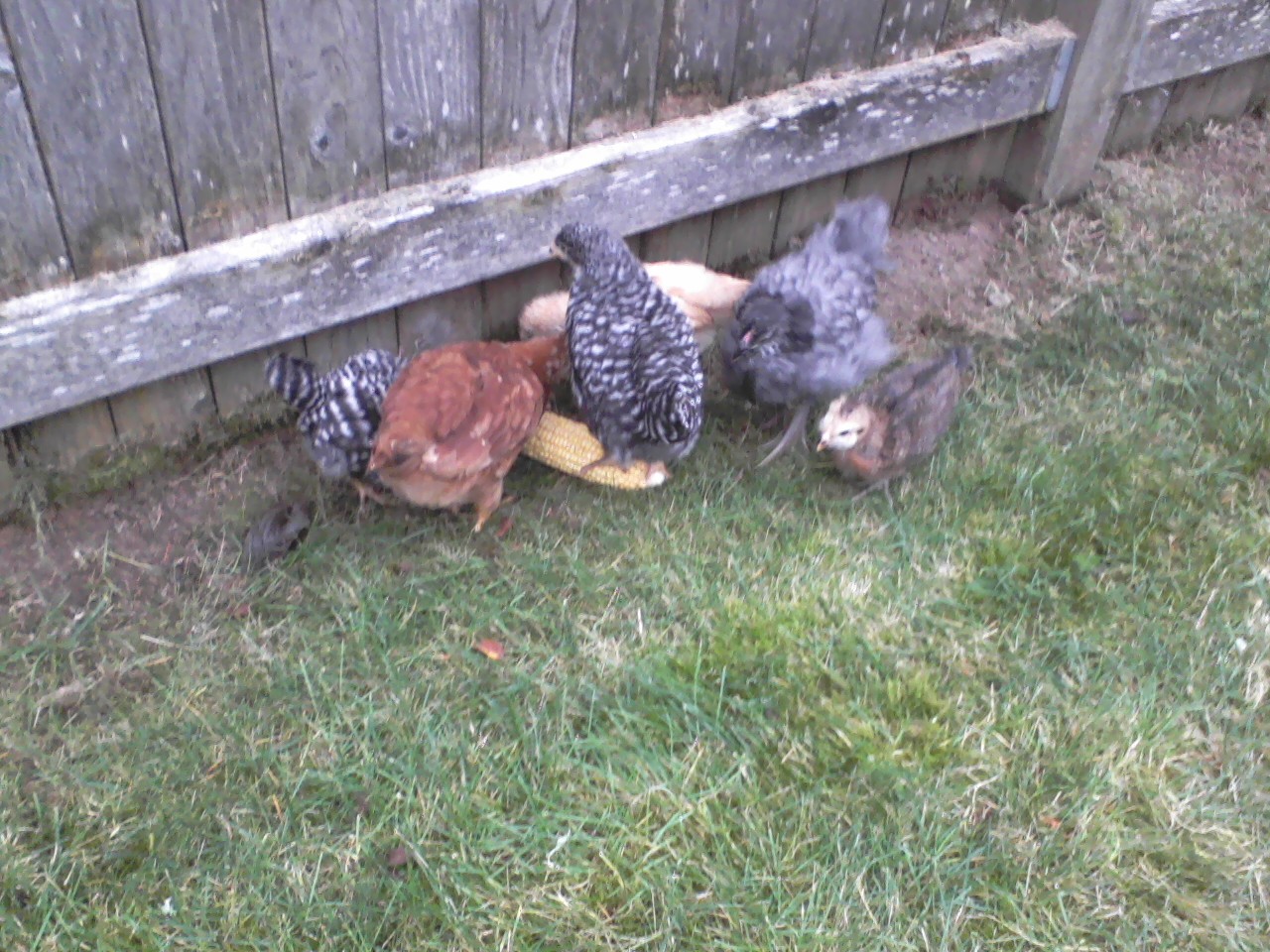 My Hunger Hens eating corn on the cob.  We pick up chicken scraps from a farm every week.