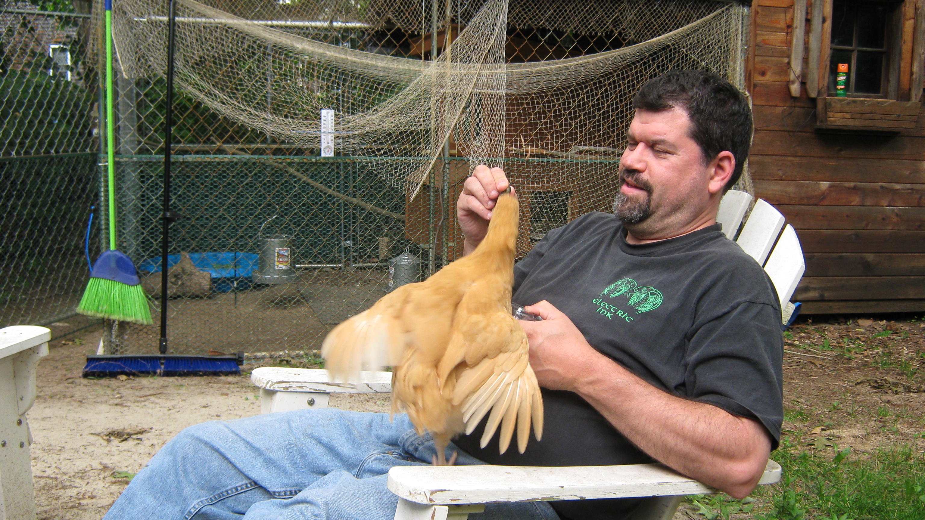 My husband feeding blueberries to one of the hens.  They absolutely go nuts for them!