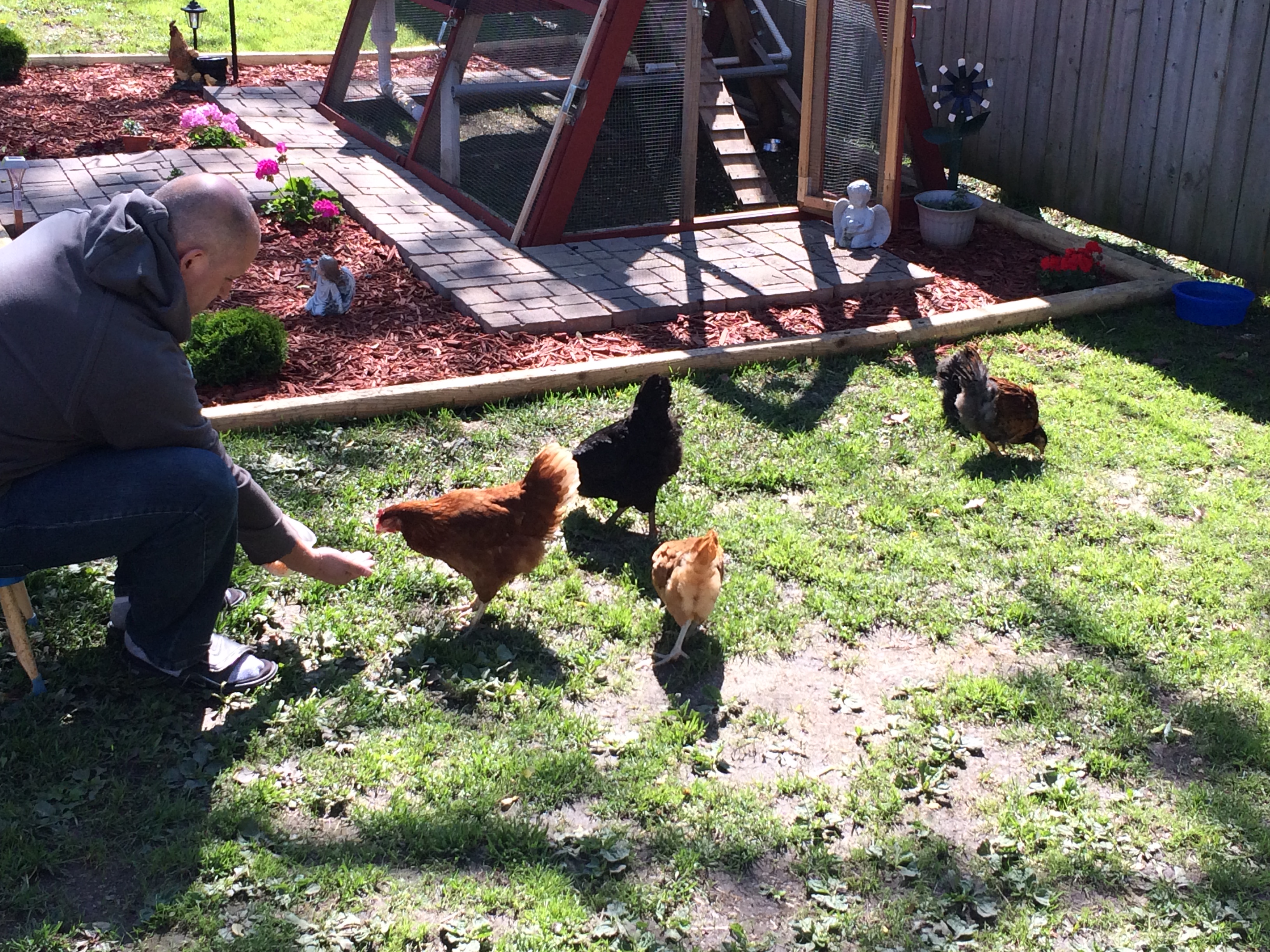My husband feeding the girls (That he didn't want) lol He spends more time with them than I do.