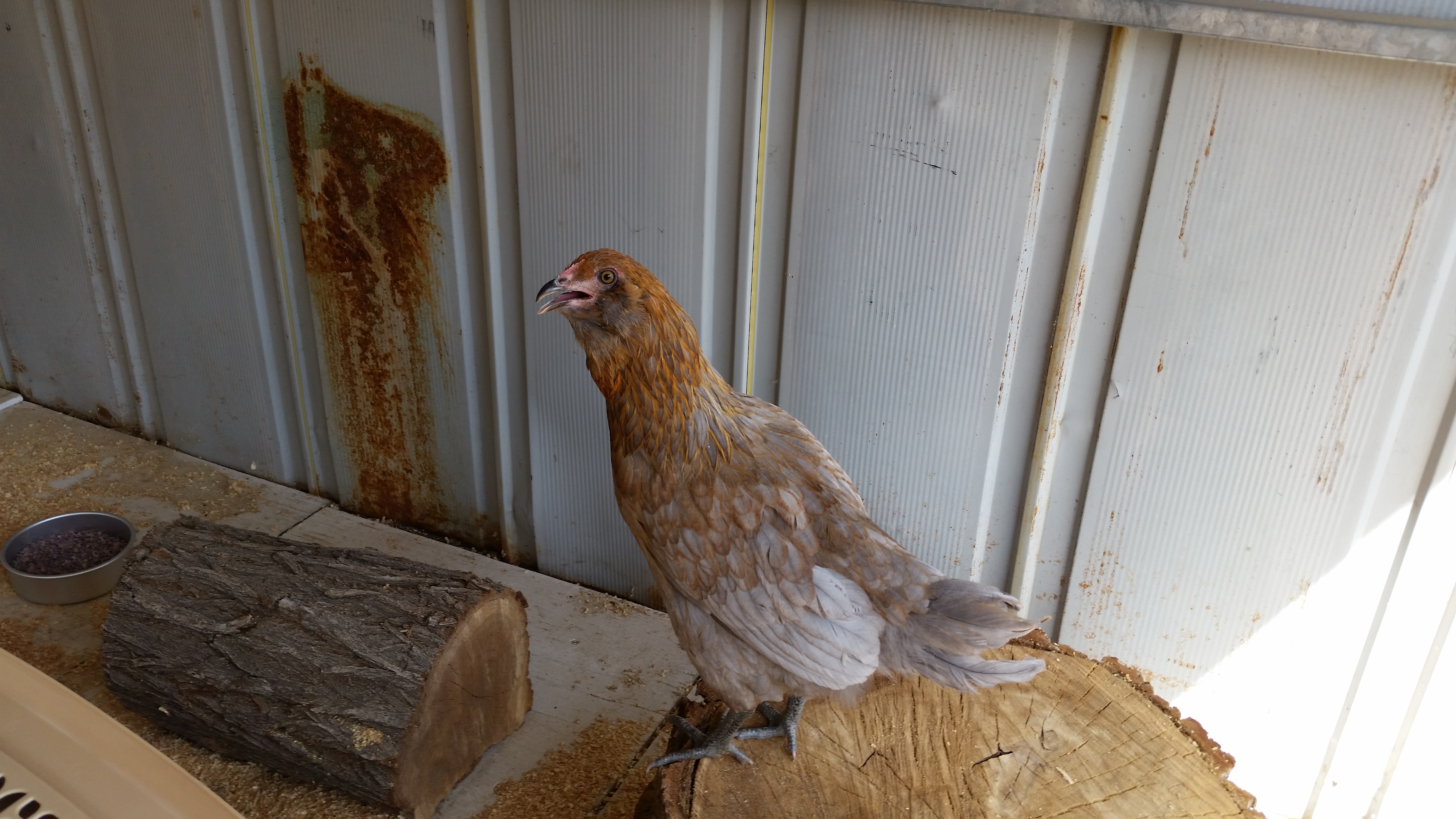 My husband named Ladyhawke, she is an Easter Egger.