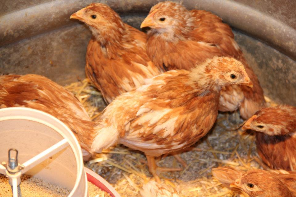 My husband picked these up at a Farm and Tractor supply store. He thought they were RIRs but I think they are Red Productions... perhaps a mix between RIR and buff orpingtons.  No mater what, they are mighty cute.
