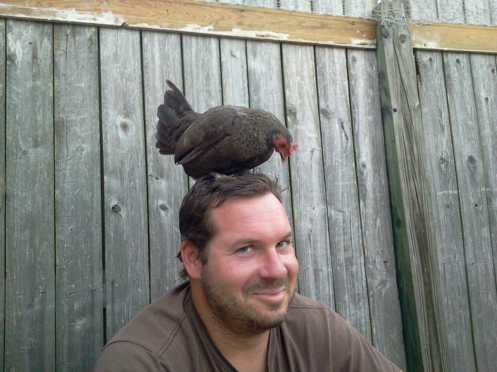 My husband with one of our banty's on his head! It's his favorite. He can sit in the pen with them and she is the only one that will get on him! She was pecking him on the head! It was so funny!