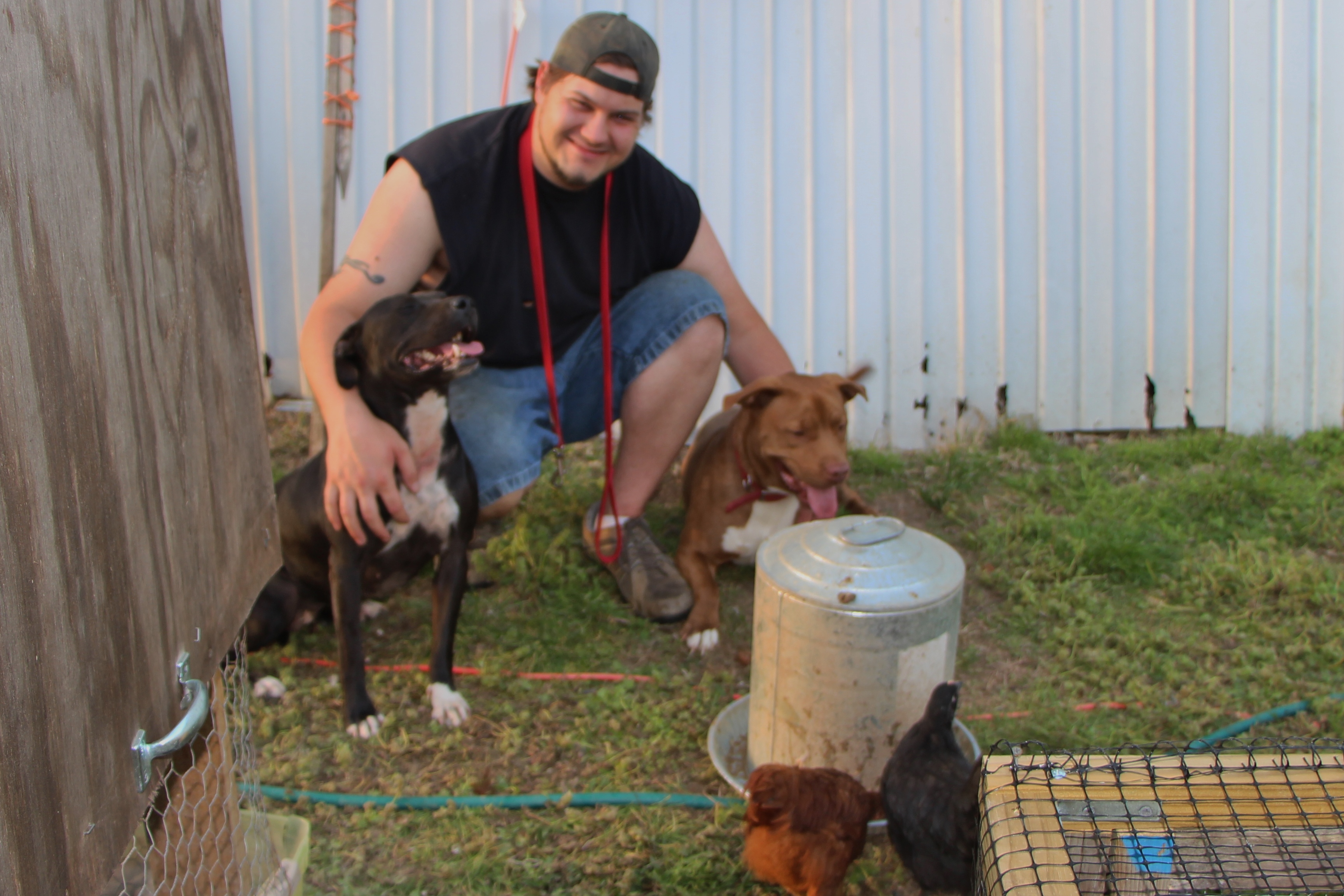 My husband with two of our dogs. The black dog is a former fighting dog and the red dog is a kill shelter rescue.  Both are great with our birds and are their protectors. We began reconditioning them to be with our flock when we got our first chick. We used positive reinforcement to teach them appropriate behavior around the birds and now they protect them against predators that would harm them.  Notice the teenage birds at the watering container and the dogs are content to simply be with their human.