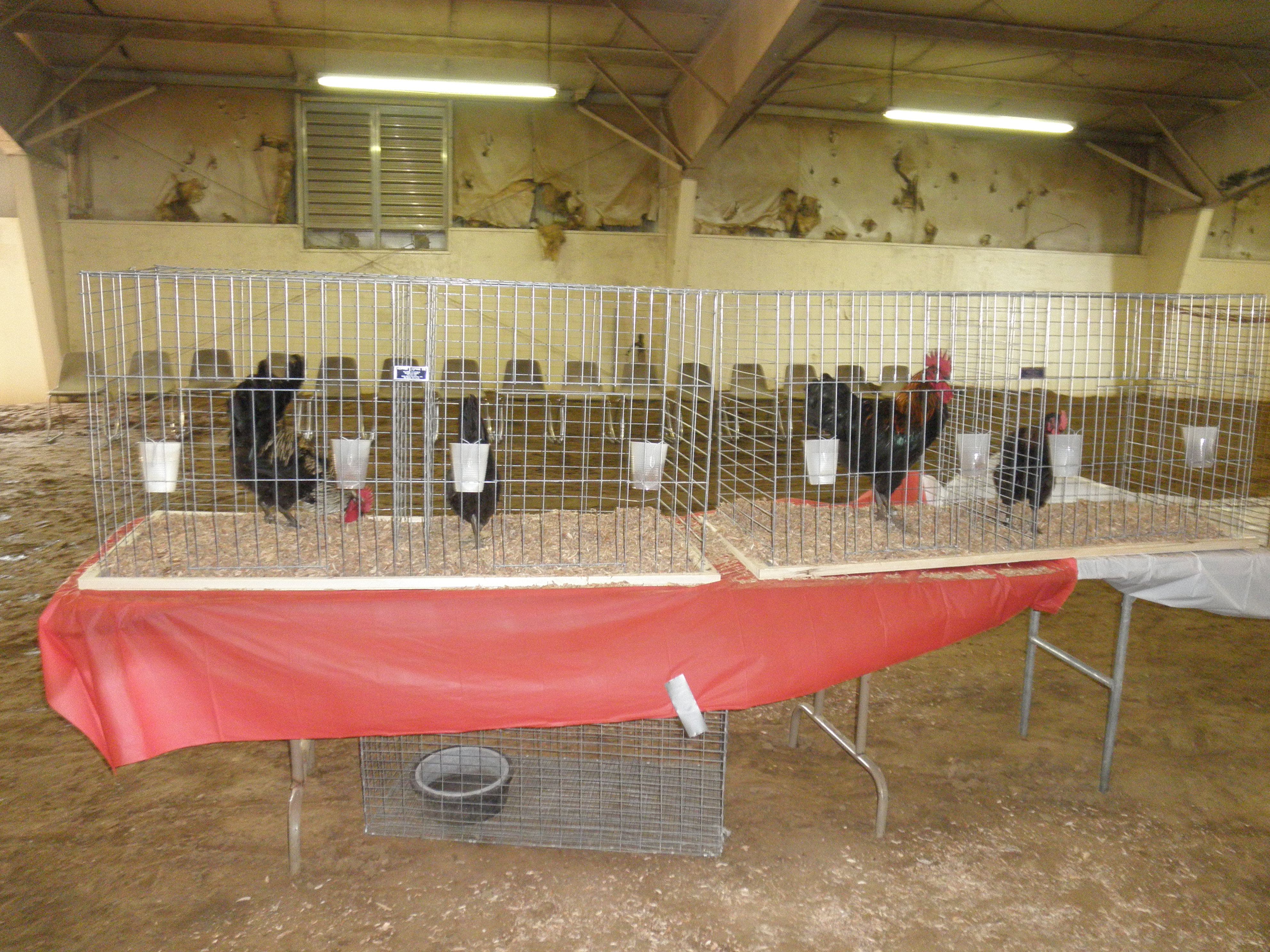 My husband's birds.  Just getting set up