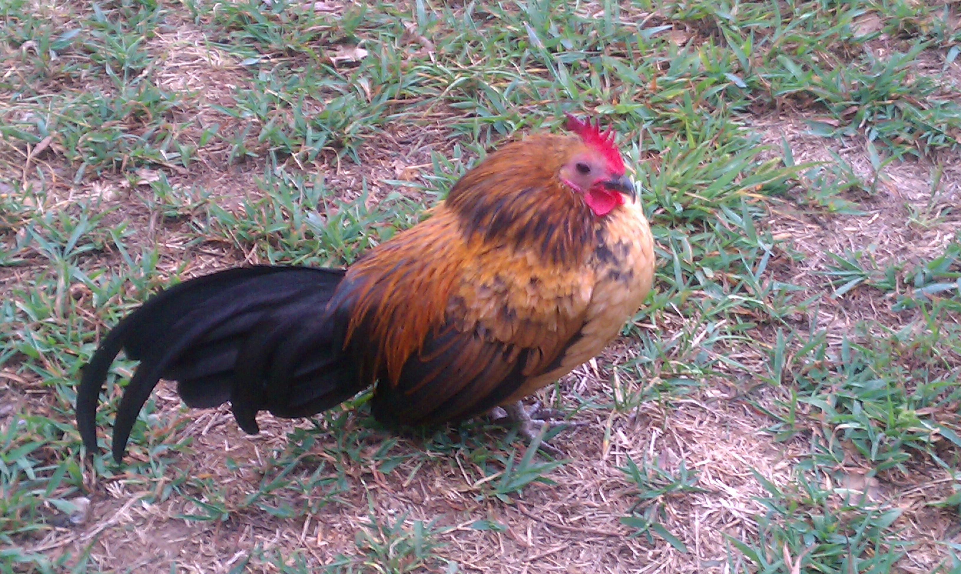 my husbands pocket rooster...